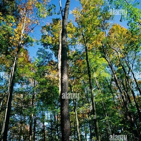 What Is Selective Cut Logging — And Why It’s the Best Option for Your Woods in Upstate & Central New York