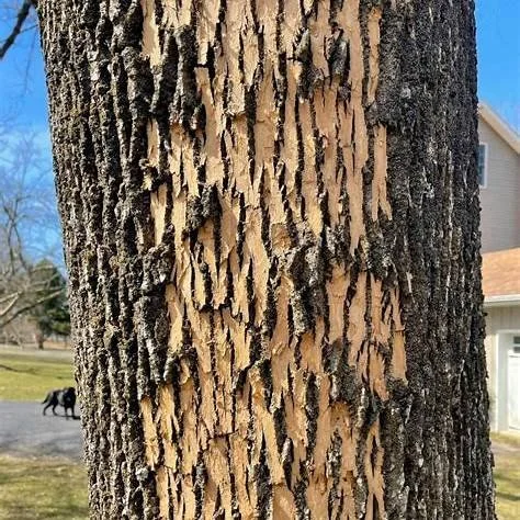 Got Ash Trees ? Emerald Ash Borer Means It’s Now or Never Across Central NY.