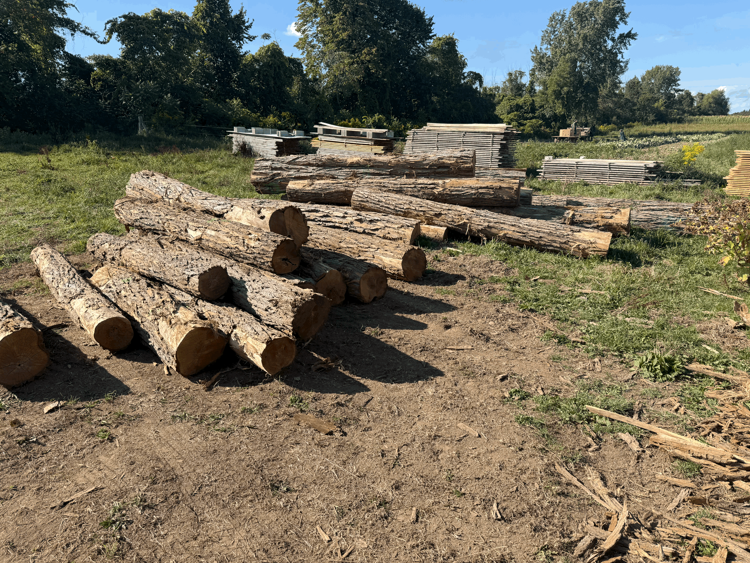 Locust Lumber: A Natural, Long-Lasting Alternative to Pressure-Treated Wood