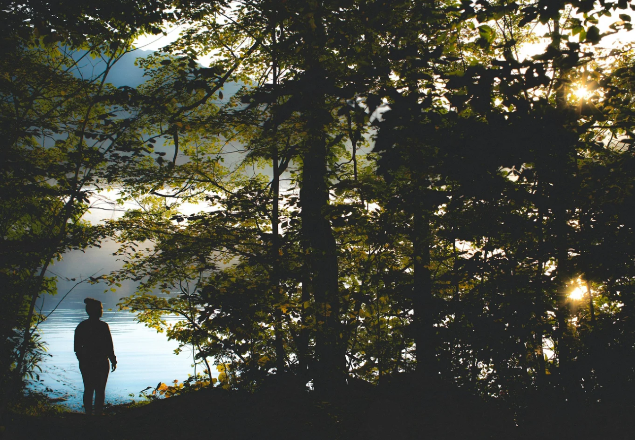 Transform Your Living Space with Biophilic Design