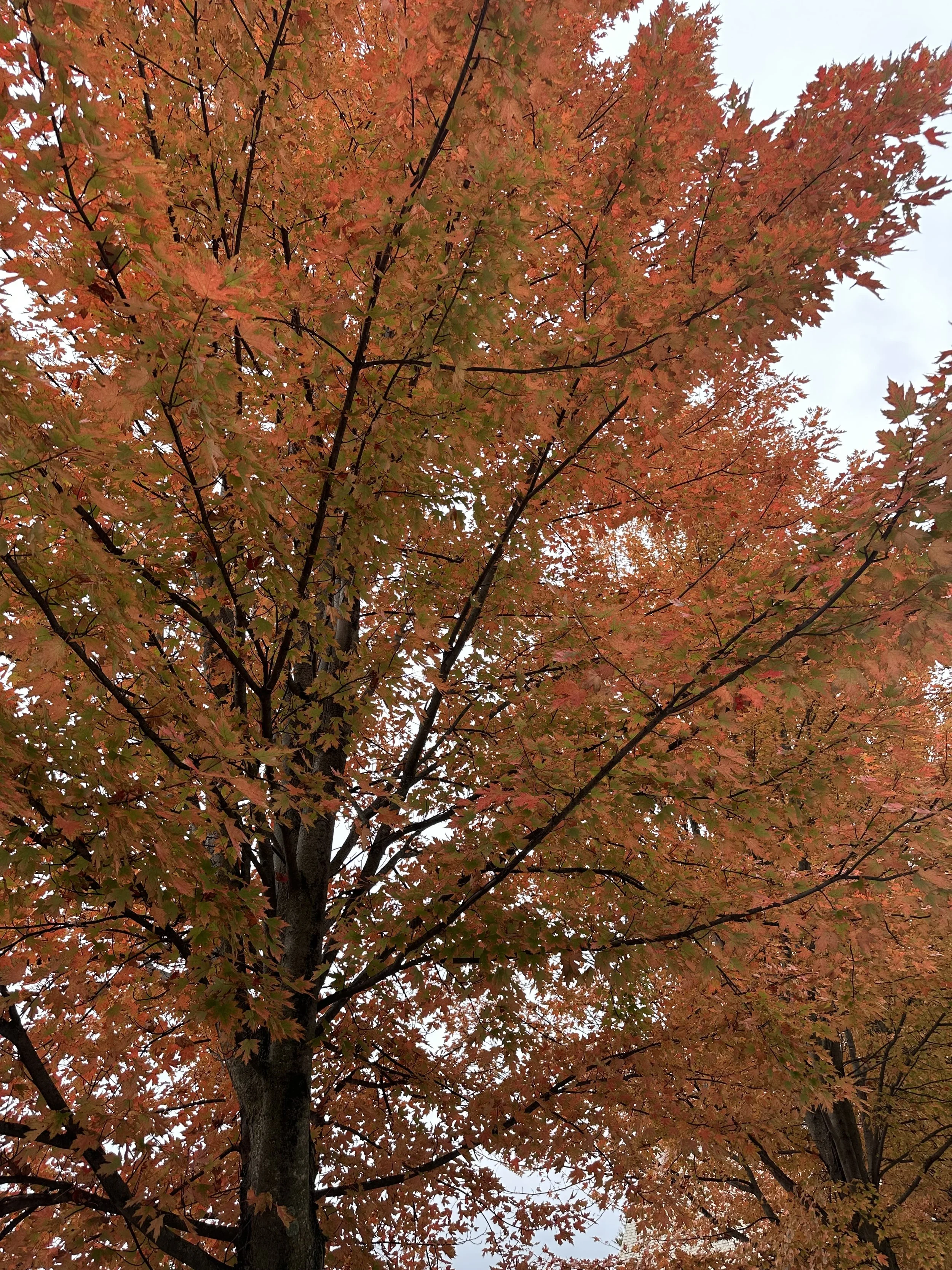 Fall in Chittenden County