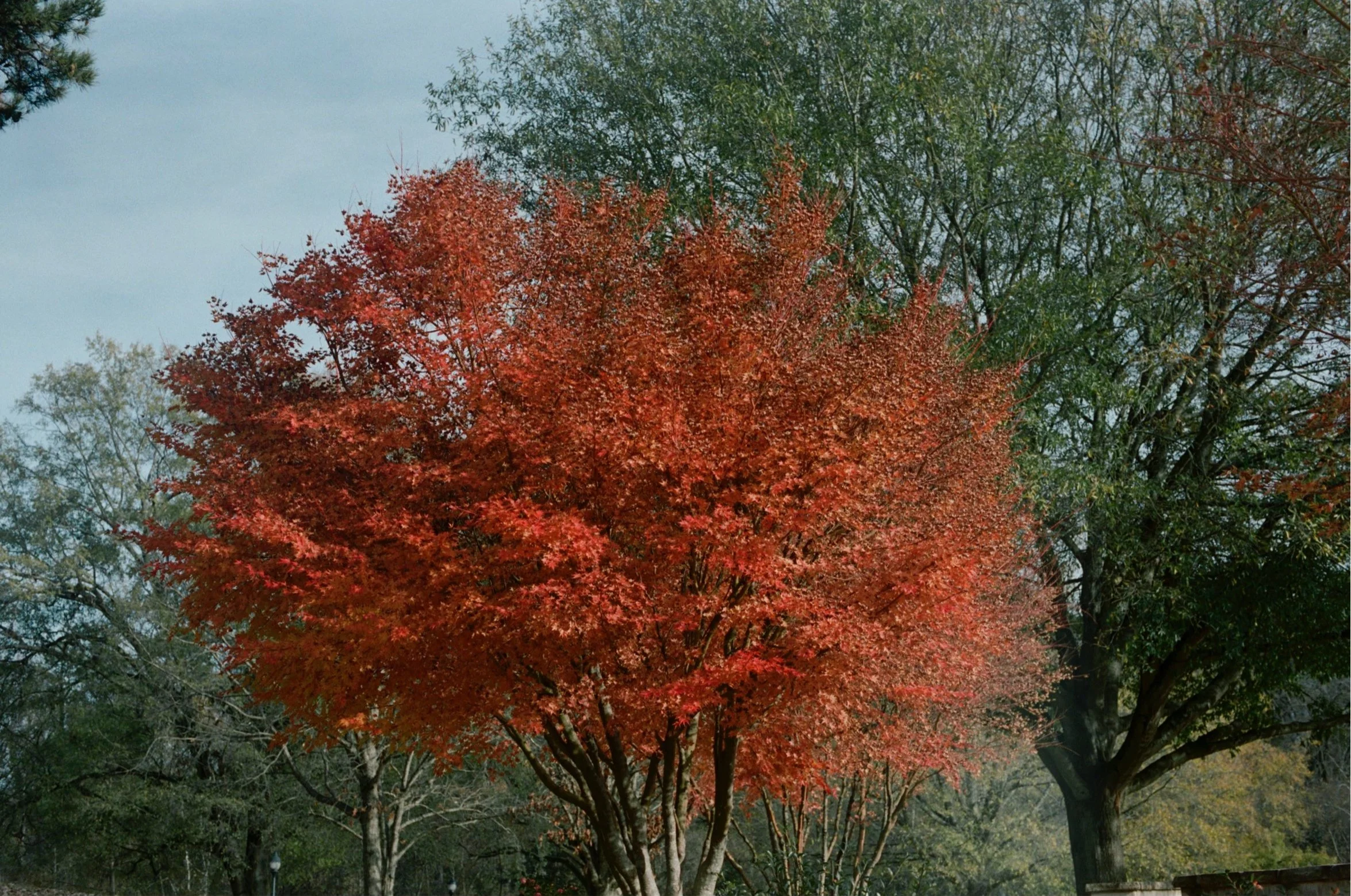 Fall in Freedom Park