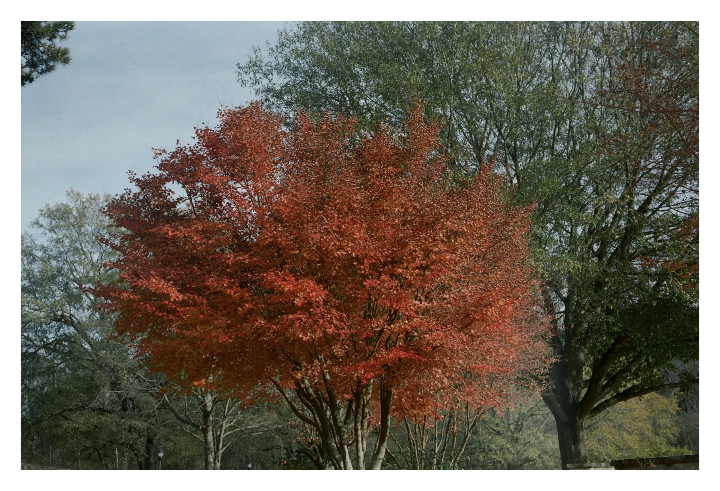 Tree with vibrant red autumn leaves in a park setting.