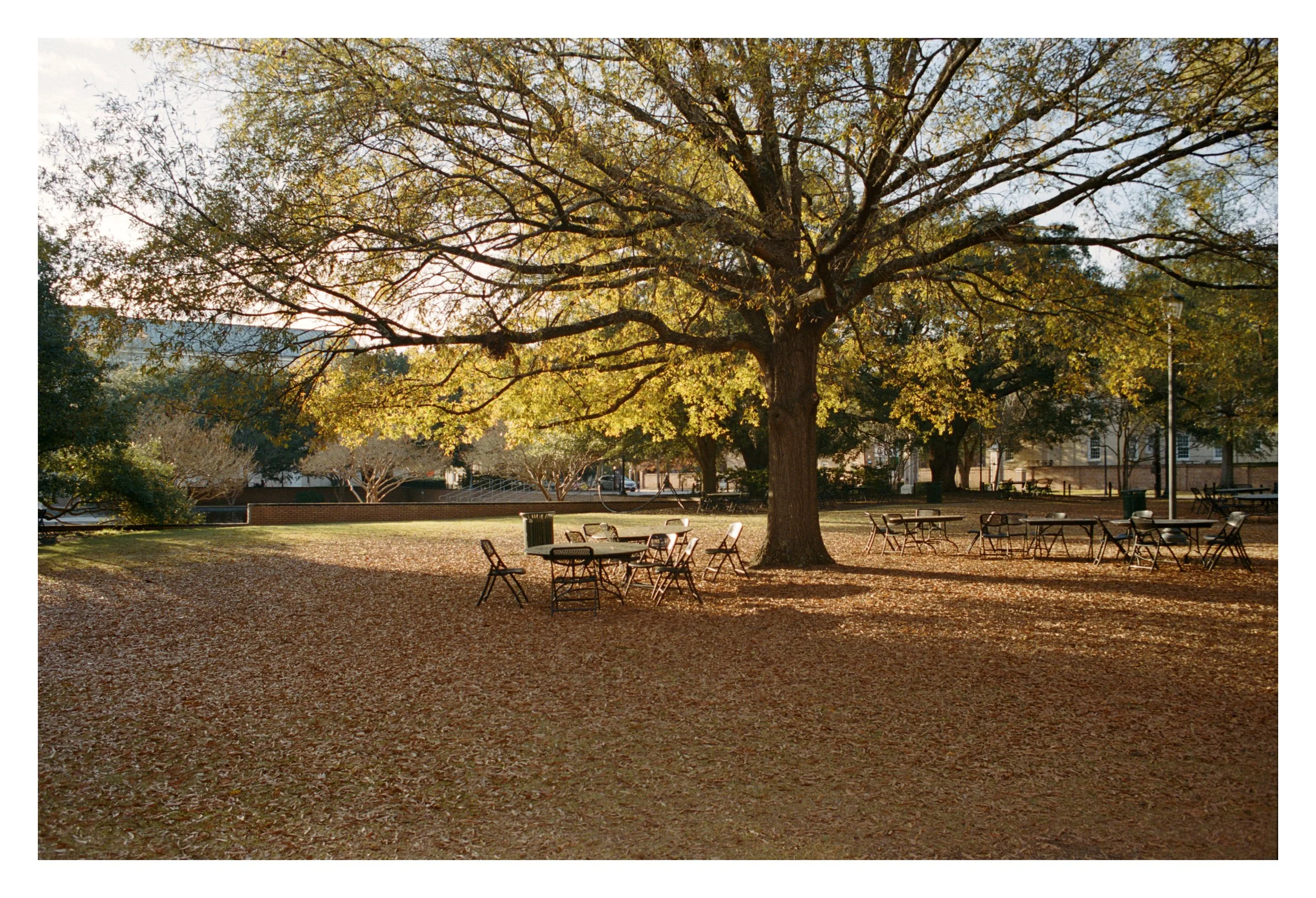 Outdoor park setting with large tree, tables, and chairs scattered on leaf-covered ground.