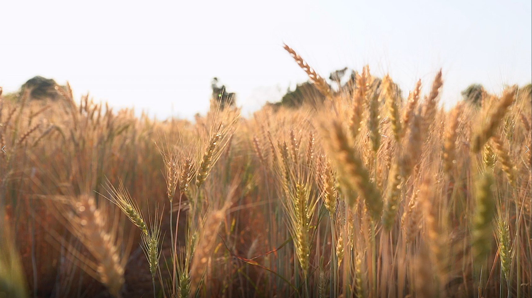 wheat plants picture.jpg