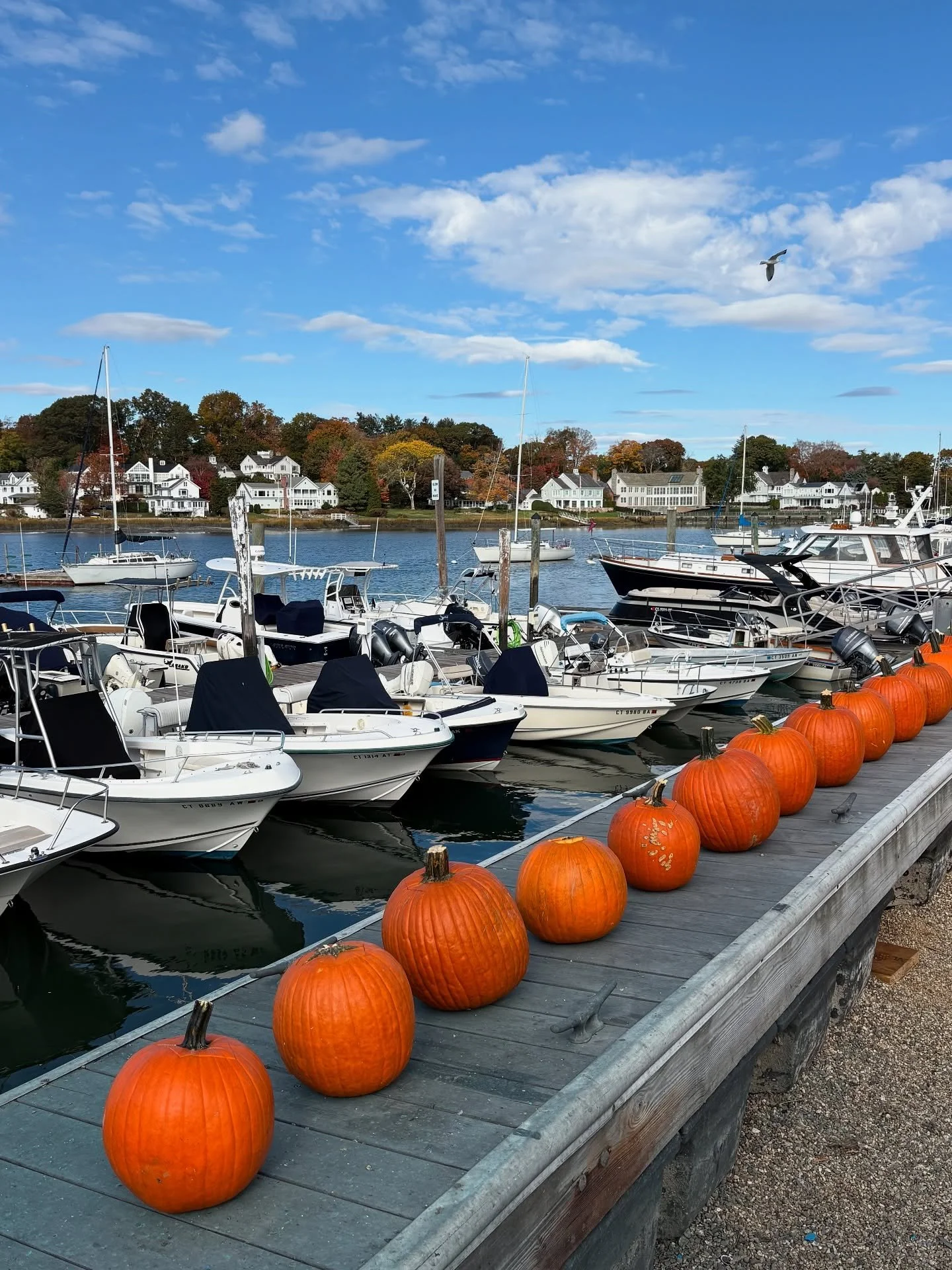 Nothing better than carving pumpkins by the water 🎃
Thanks to everyone who joined us at The Bait Shop — we love bringing the community together for a little fall fun on the docks!