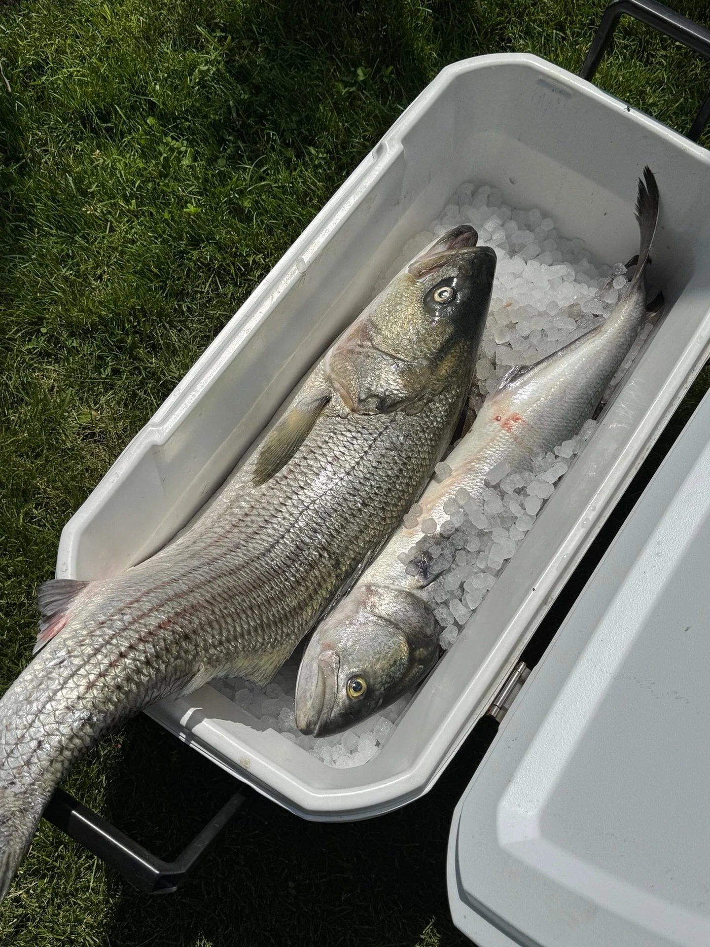 Bass and summer blues 💙