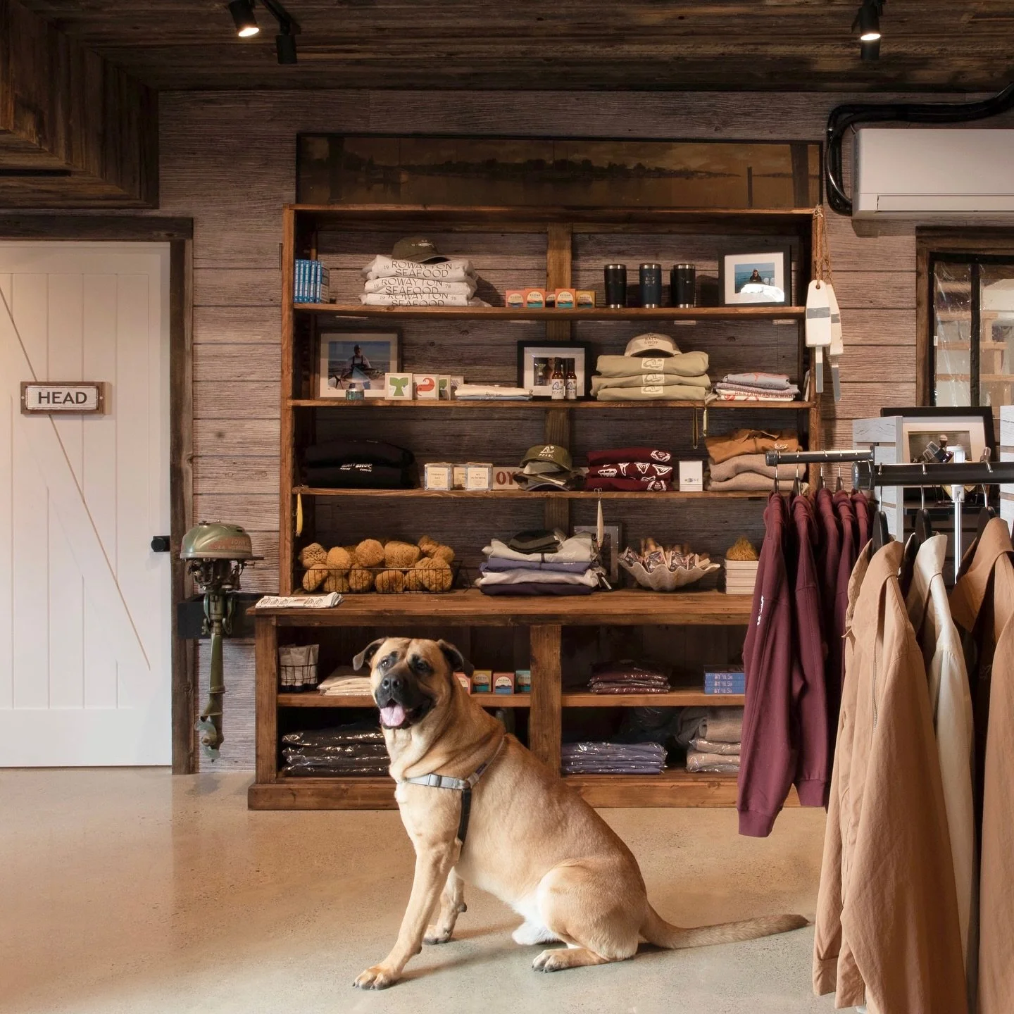 Shop dog @roganfromrowayton