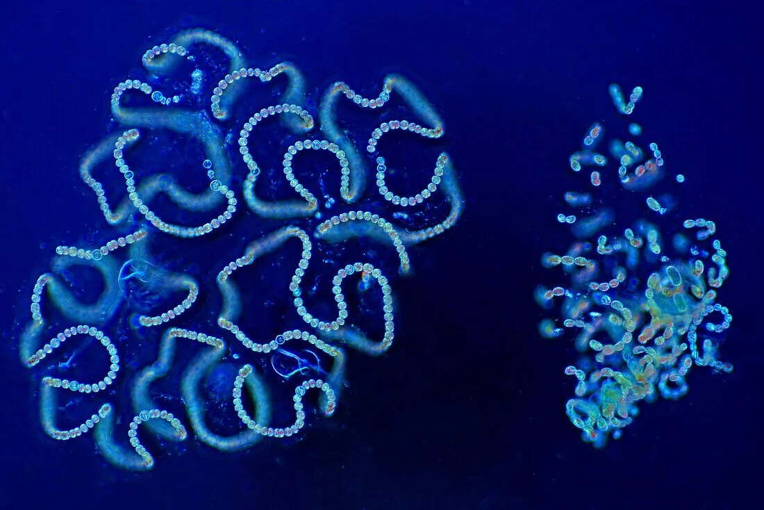 Glowing bioluminescent ocean creatures