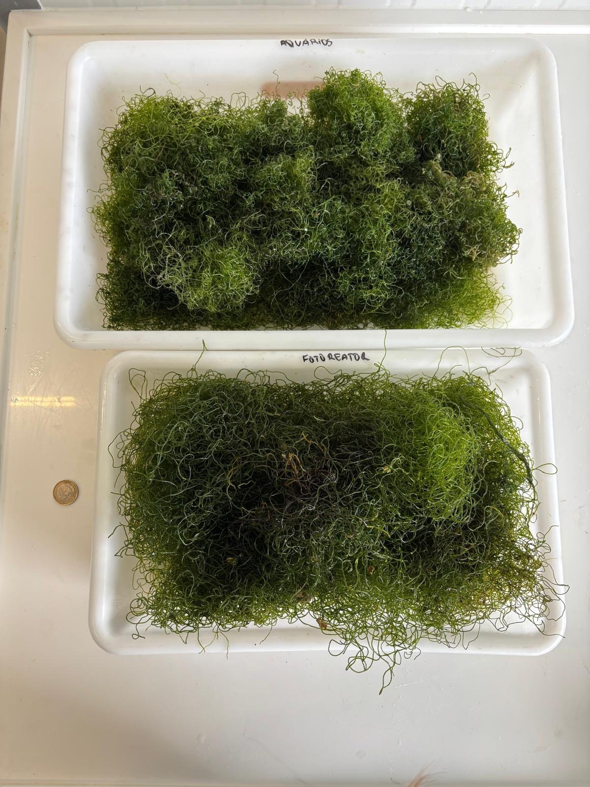 Marine algae cultivation research samples