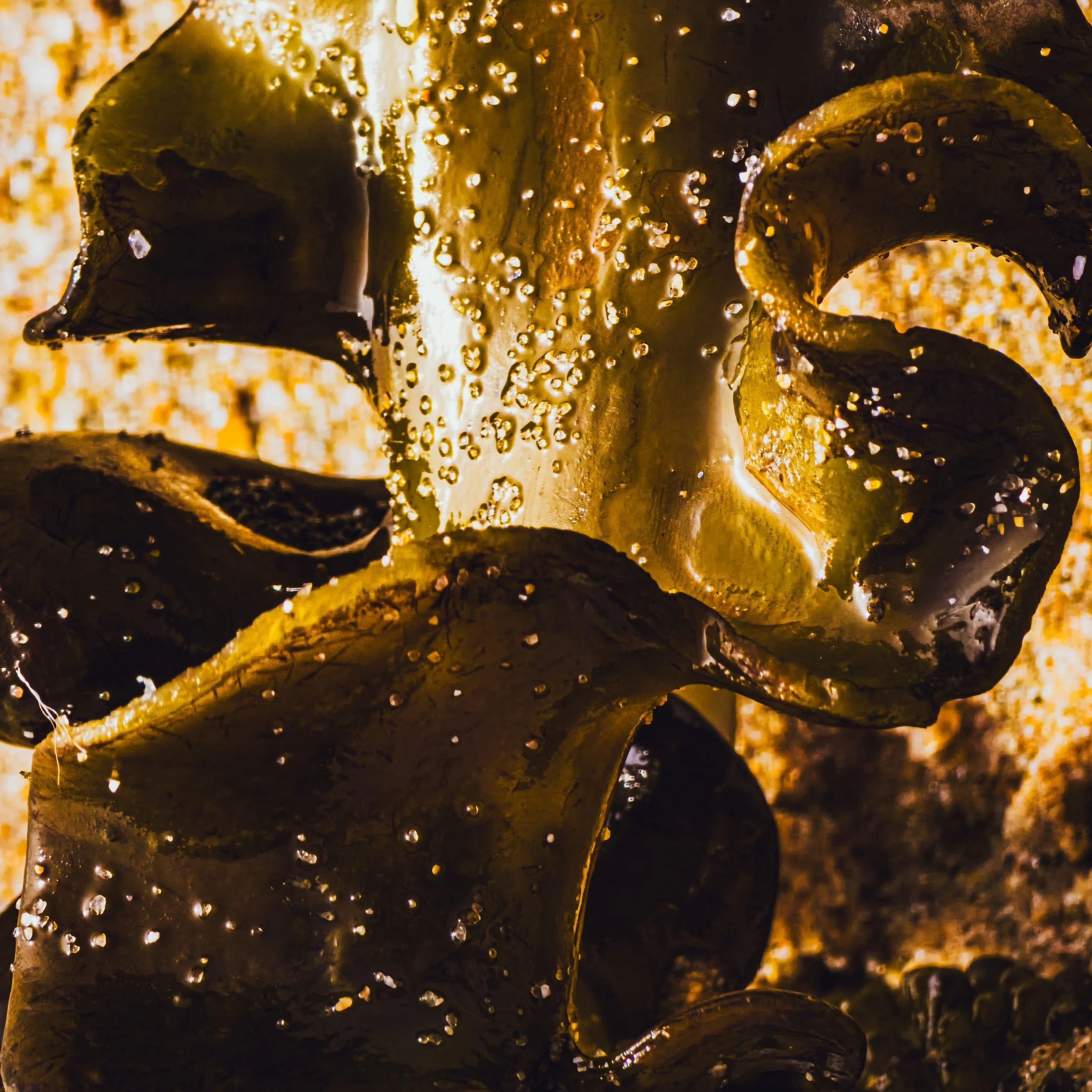 Invasive algae marine biomass raw material