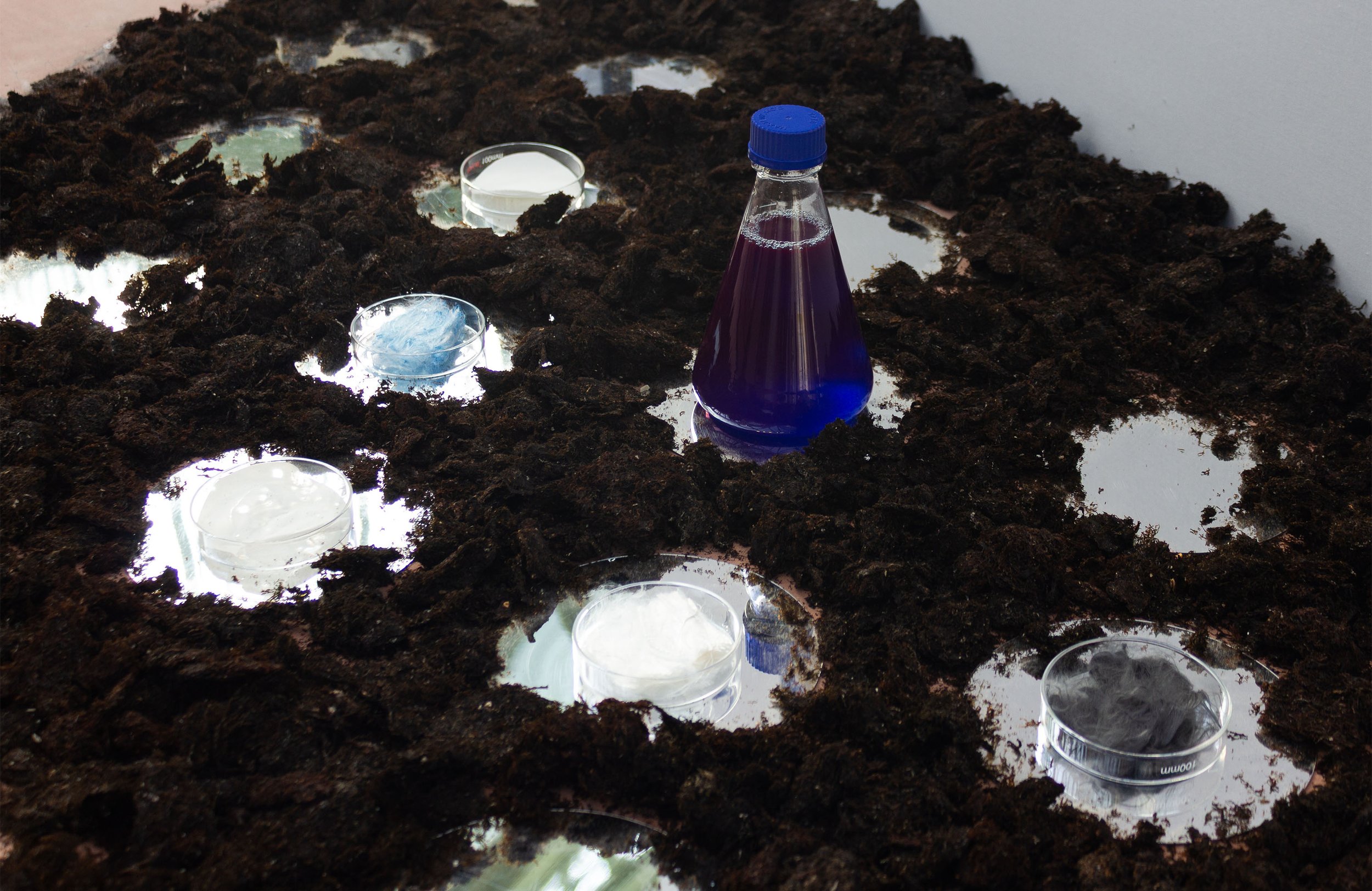 ER Ocean Recherche materials on petri dishes and mirrors, surrounded by sargassum