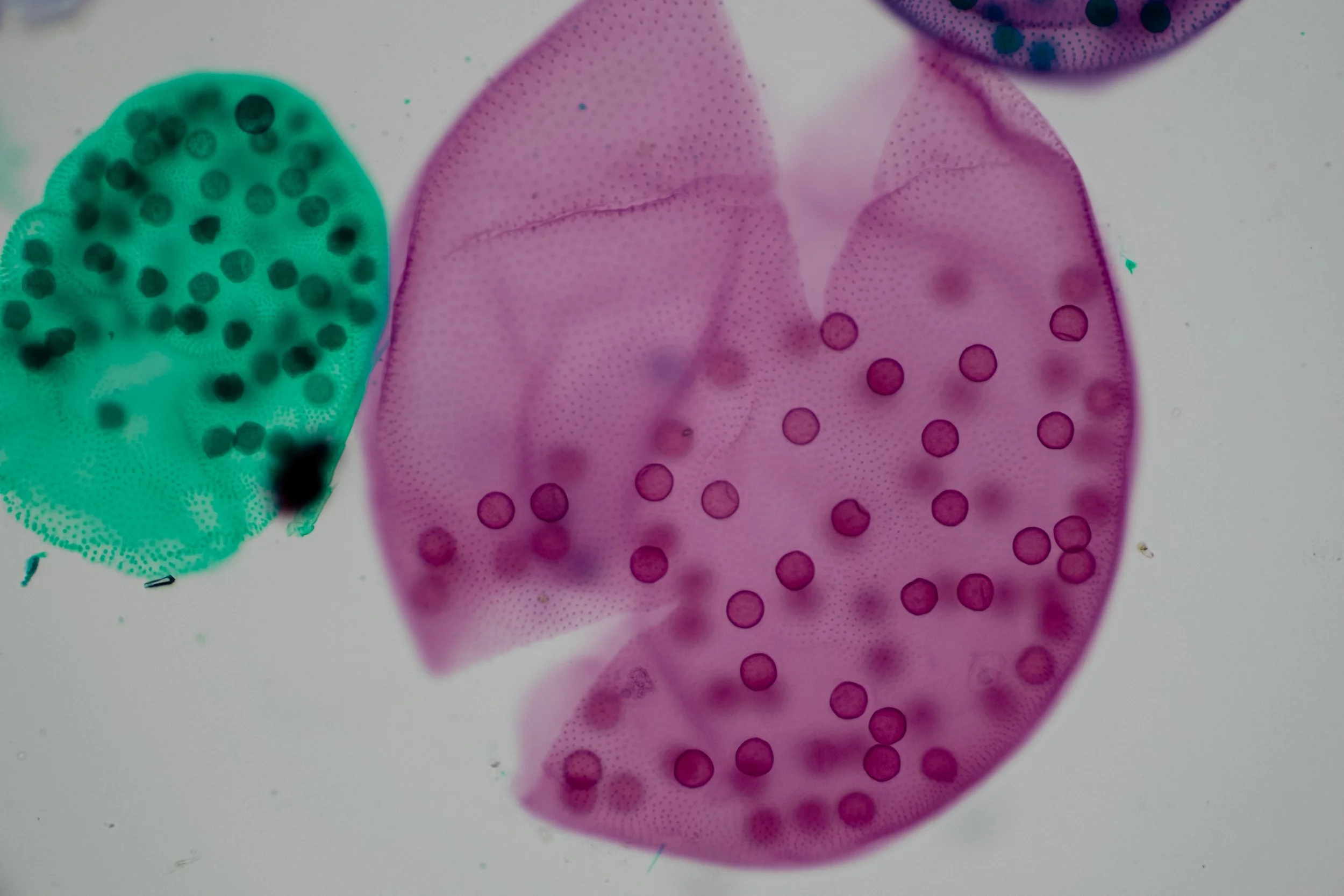 Microscopic view of colorful micro-organisms