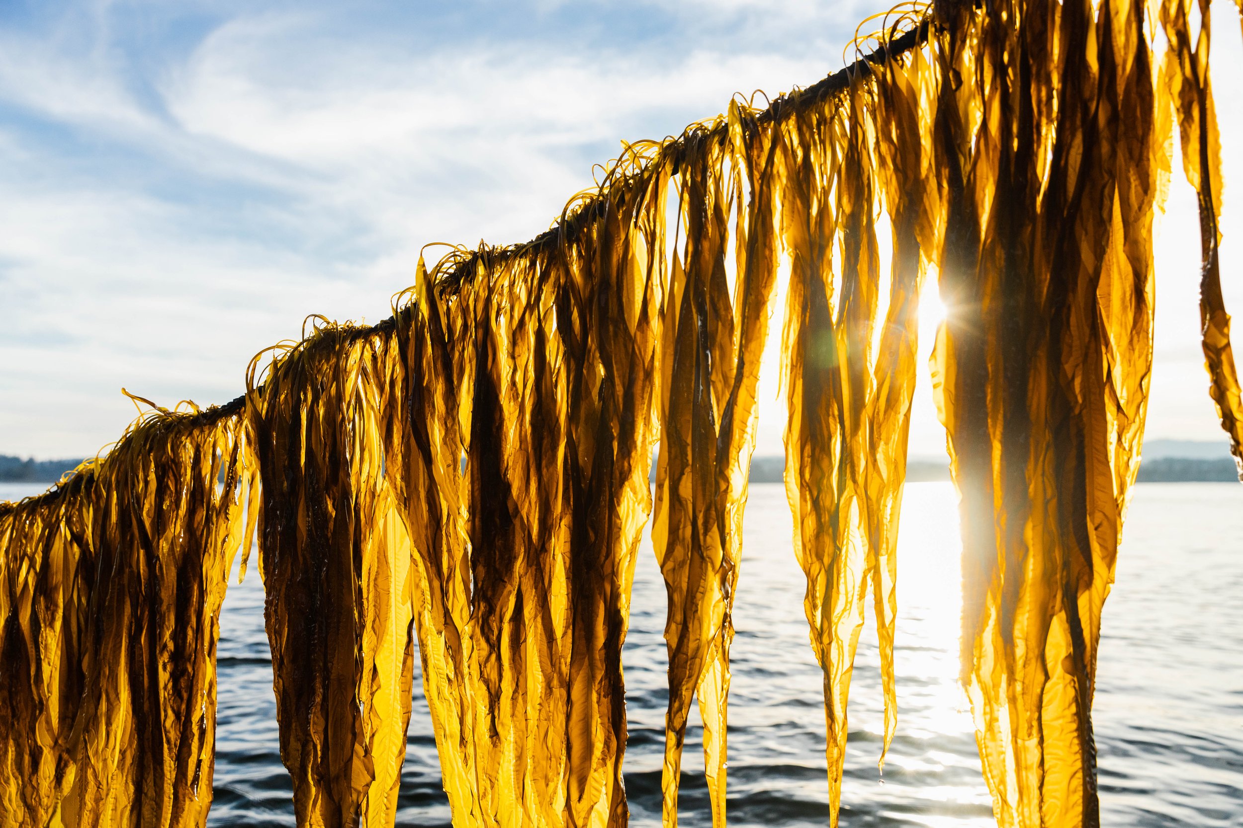 Marine algae biomass harvesting drying process