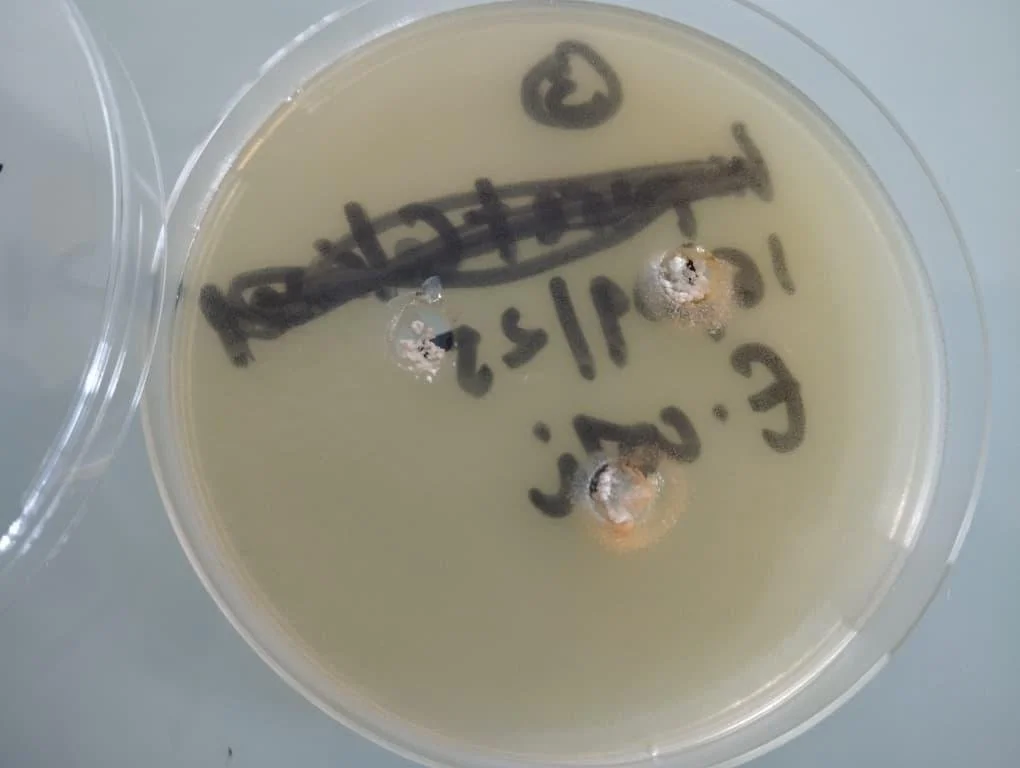 Sei E.coli inhibition test proving antibacterial properties