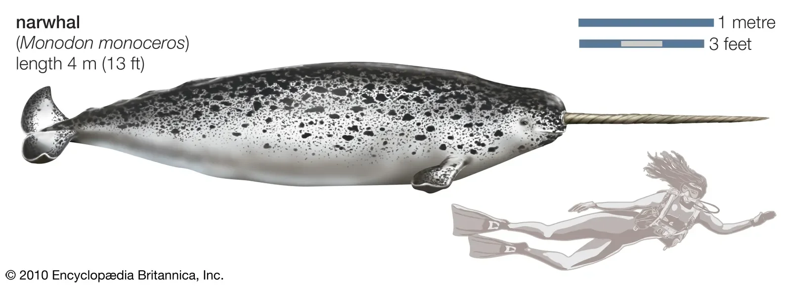 Narwhal versus human size comparison