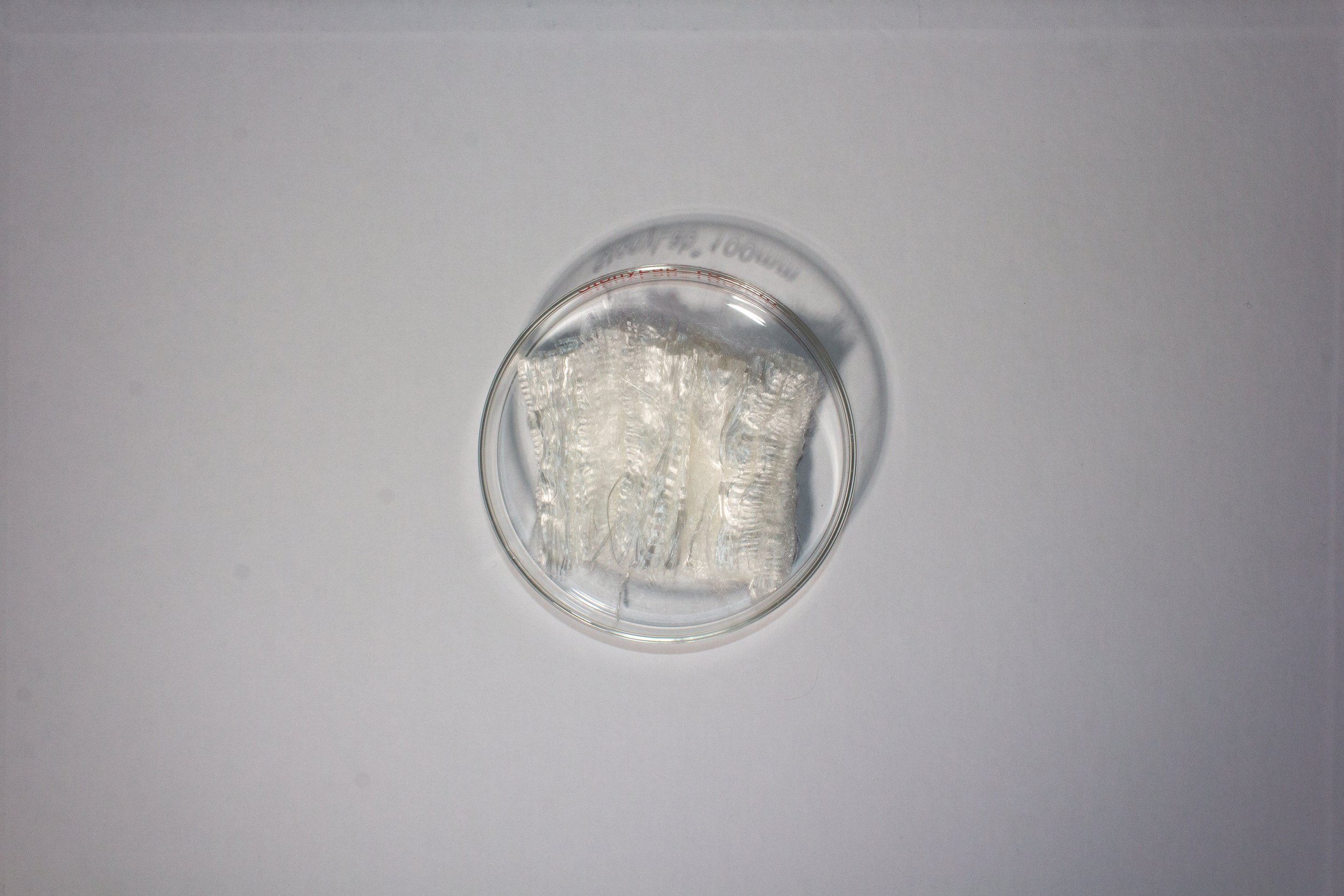 Petri dish with SeiFibre™ its natural off-white state