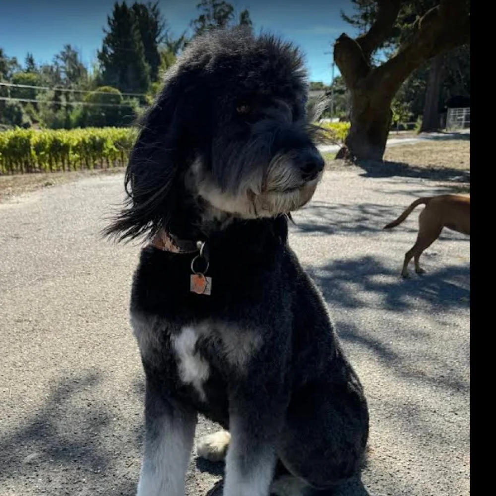 DOGGY BARBER | Sonoma County's Premier Dog Groomer