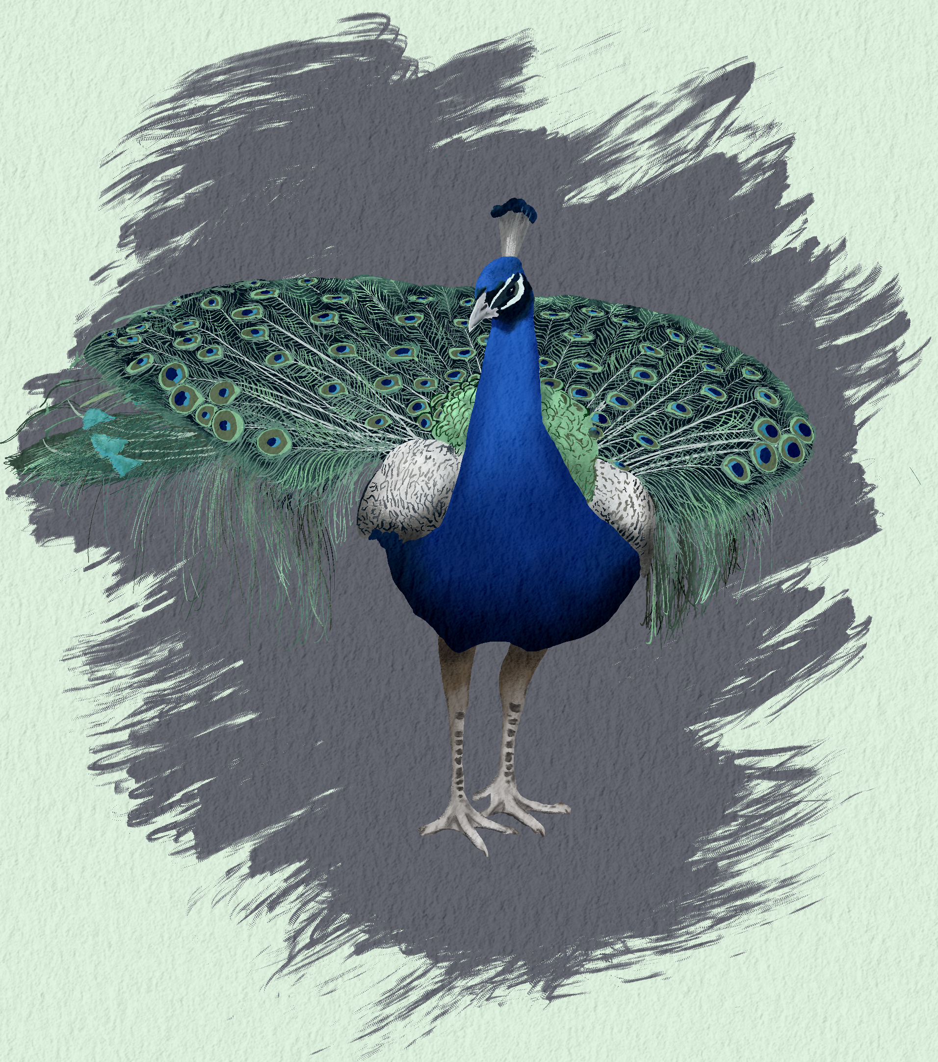 Digital painting of a peacock from Woodland Park Zoo.