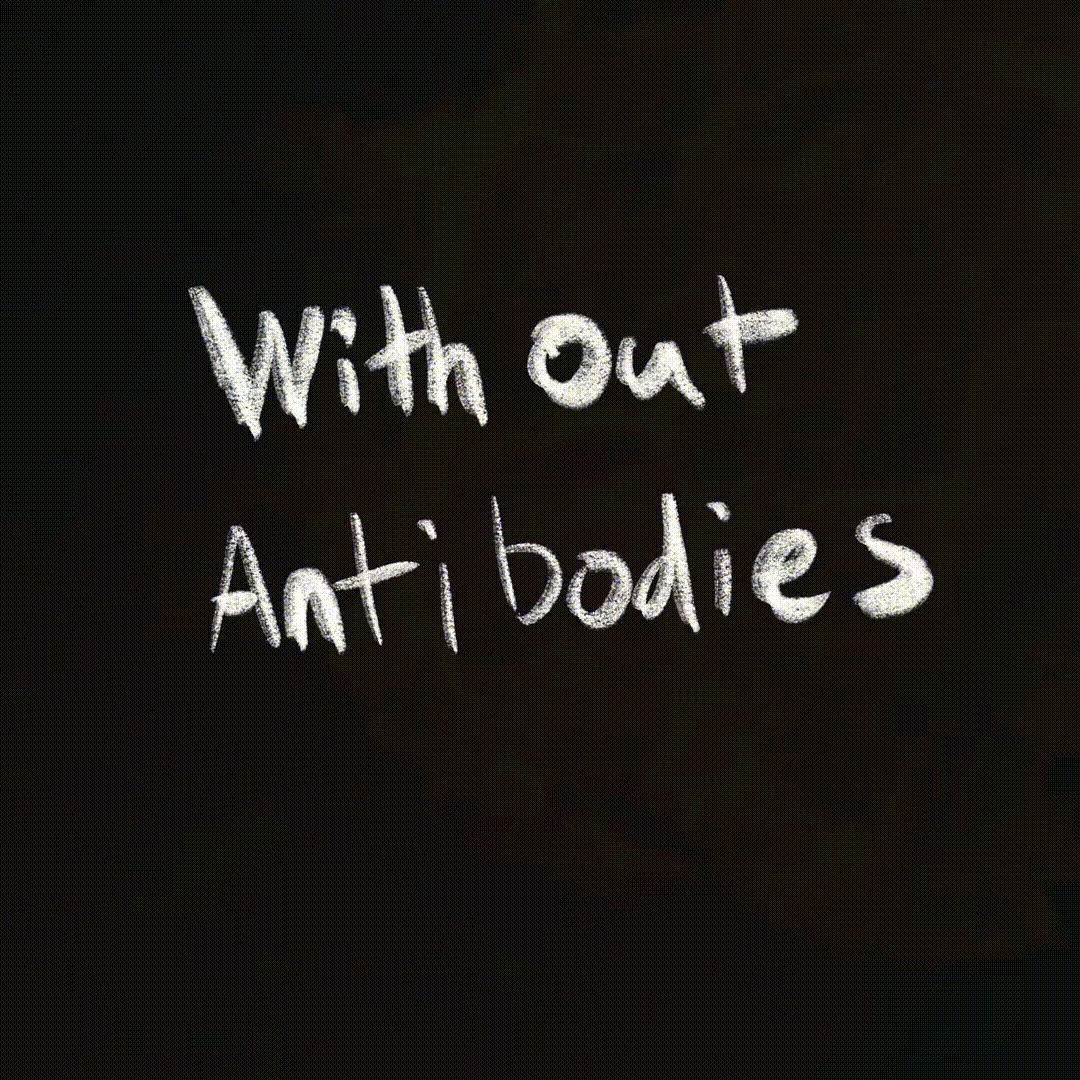 Without antibodies.gif