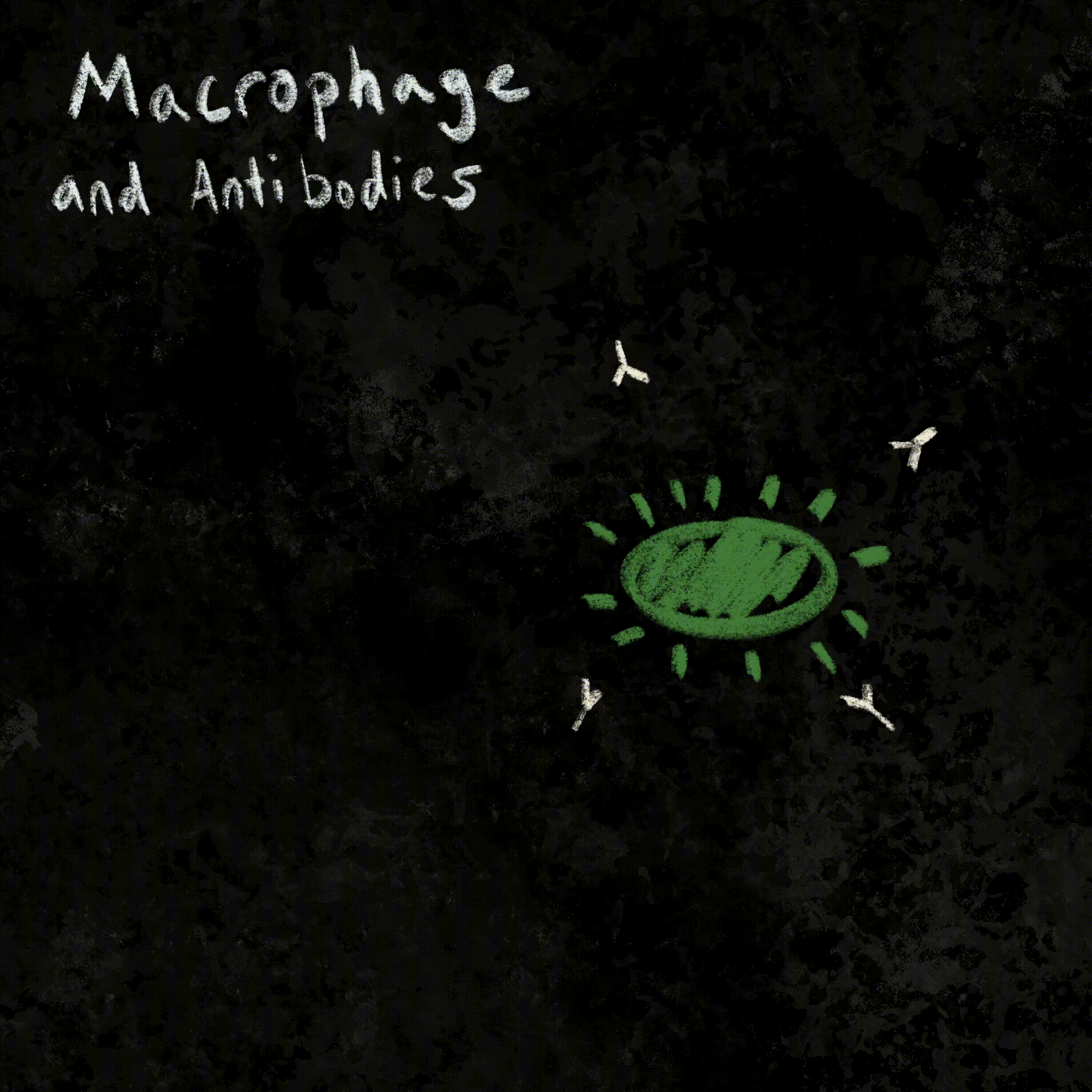 Opsonization of bacteria via antibodies, leading to a macrophage engulfing the bacteria.
