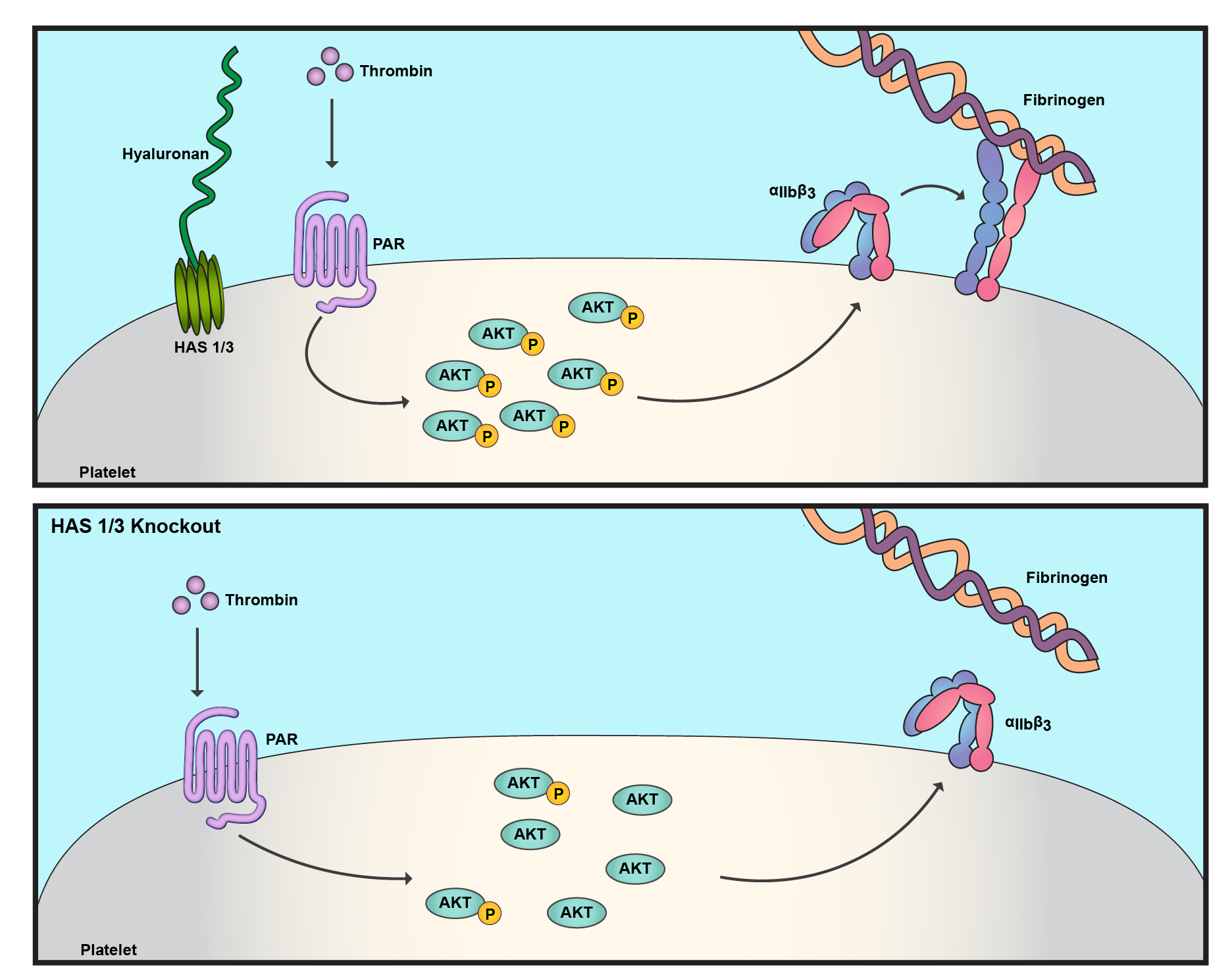 Hyluronidase Deletion Abstract.png