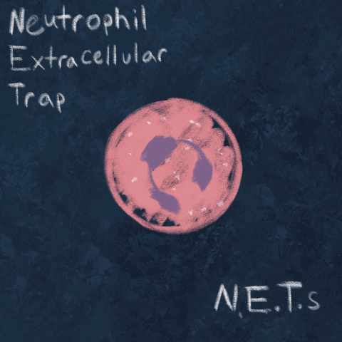 Untitled_Artwork 3.gif