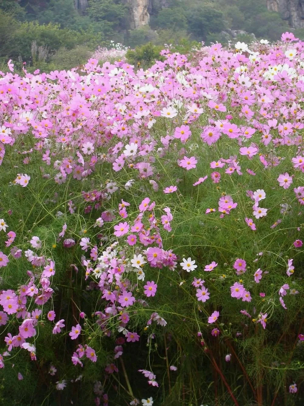 china-flowers-cosmos.jpg