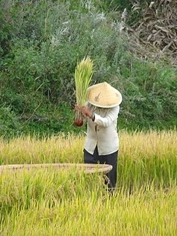 china-rice-field-worker-2.jpg