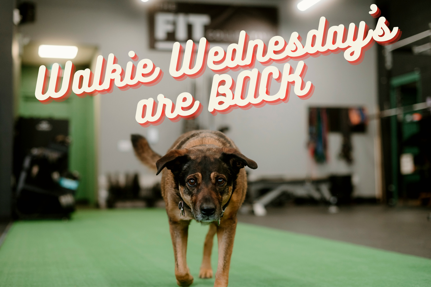 Walkie Wednesday - Lead by Coach Mocha 