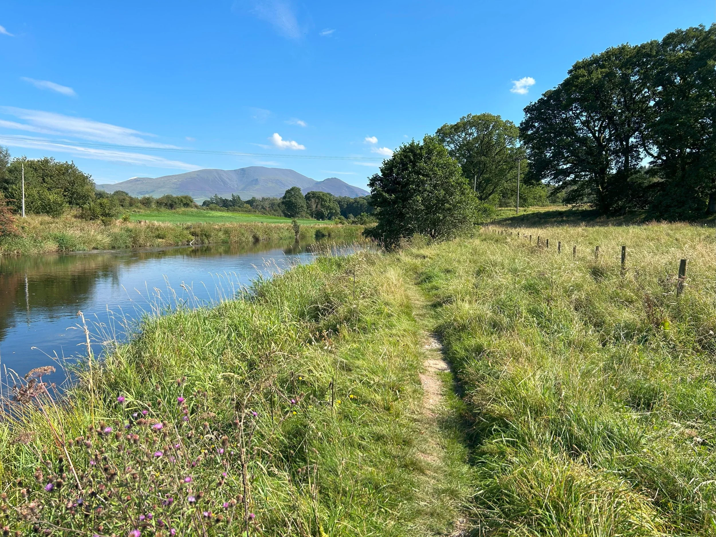 Summer reflections by the riverbank