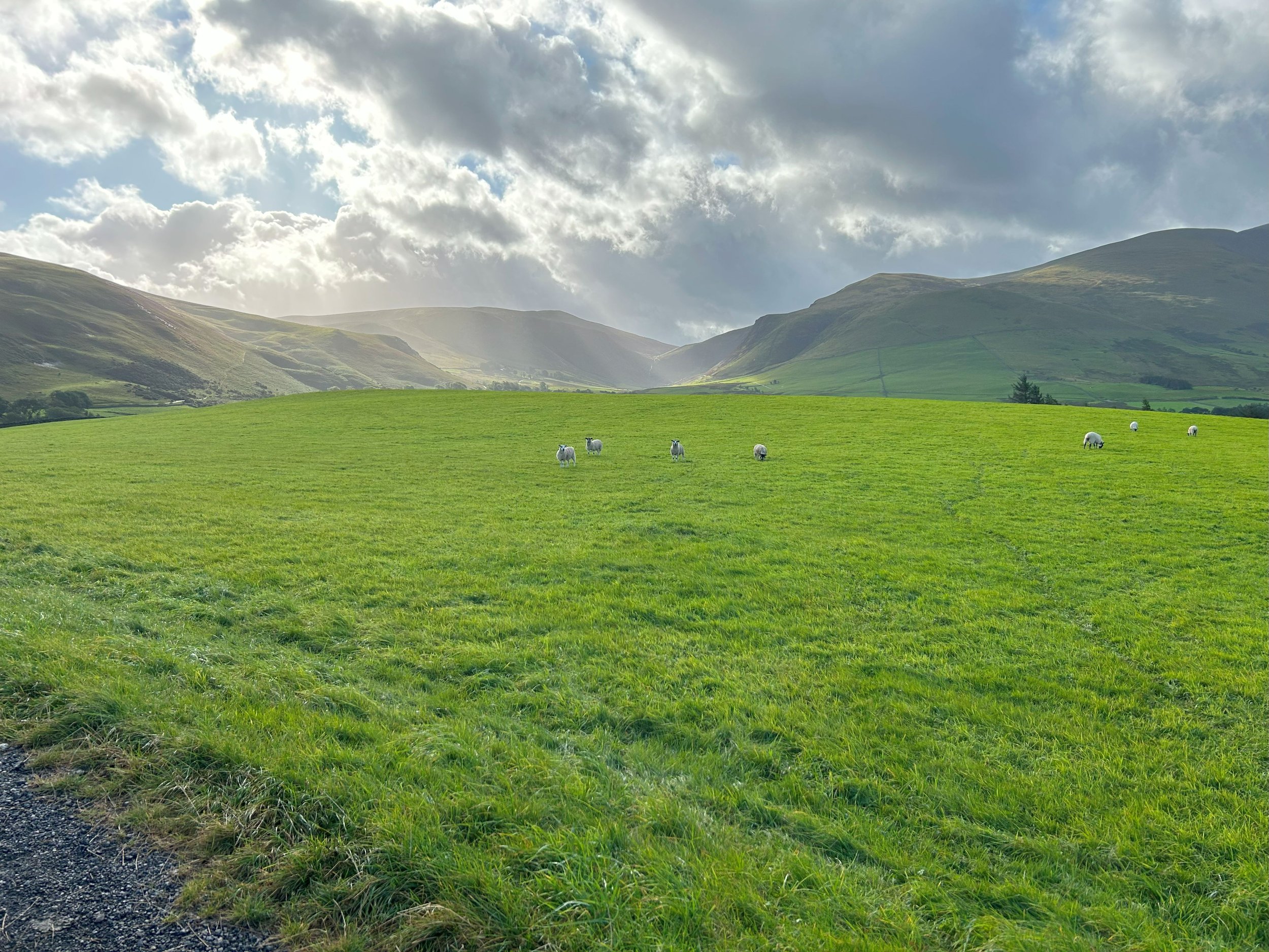 Part of the gravel track in the front, a field with sheep and dramatic mountains in the background with rays of sunlight peaking through the clouds