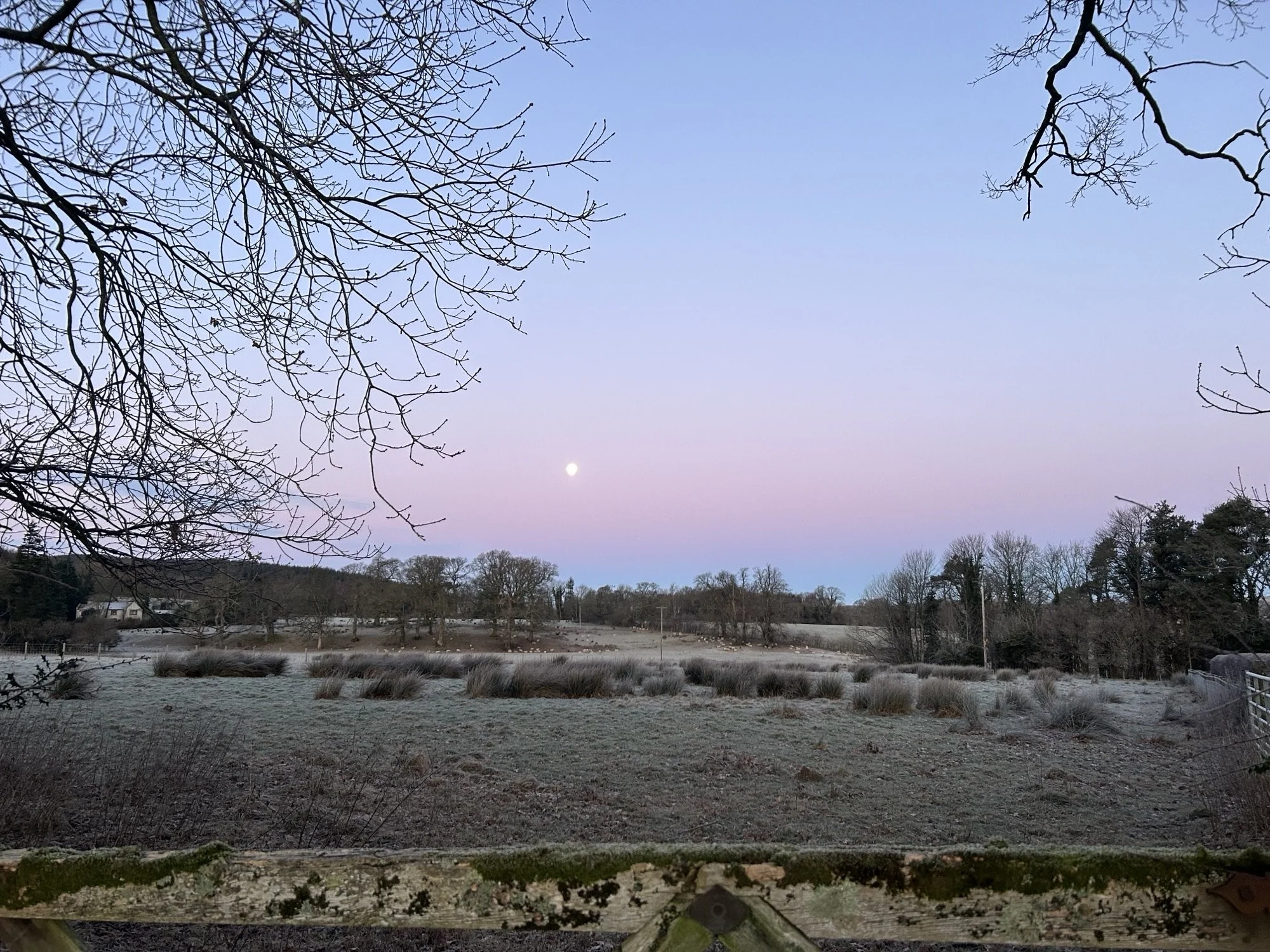 Pink early morning sunrise with a full moon, frost on the fields with sheep grazing. Tree branches in the foreground frame the picture in silhouettes.