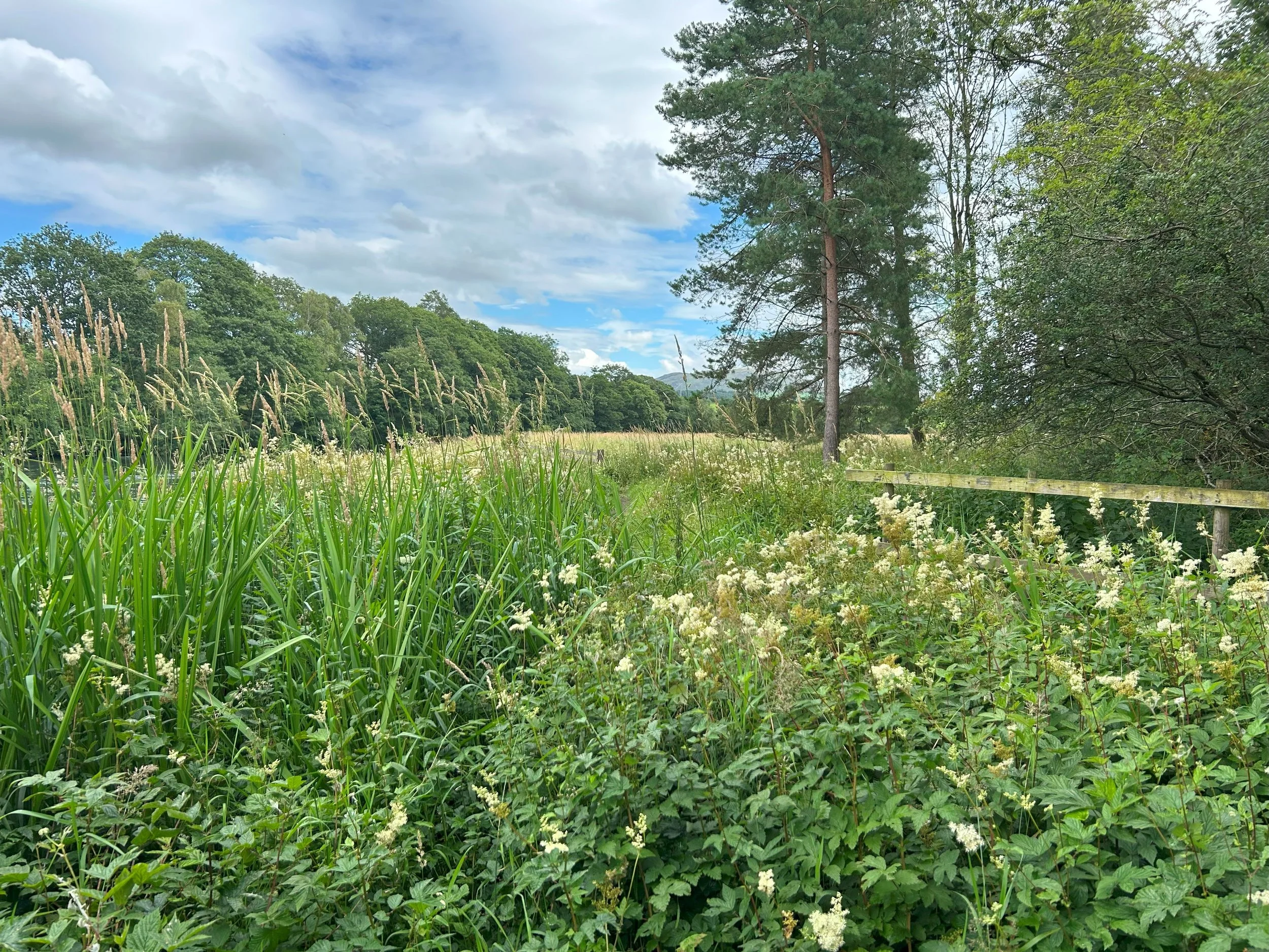 In the foreground a large patch of meadowsweet and tall grasses. You can only see a small part of the path as it is flanked by meadowsweet and tall grass. Trees point to mountains in the distance with a cloudy mixed blue sky.