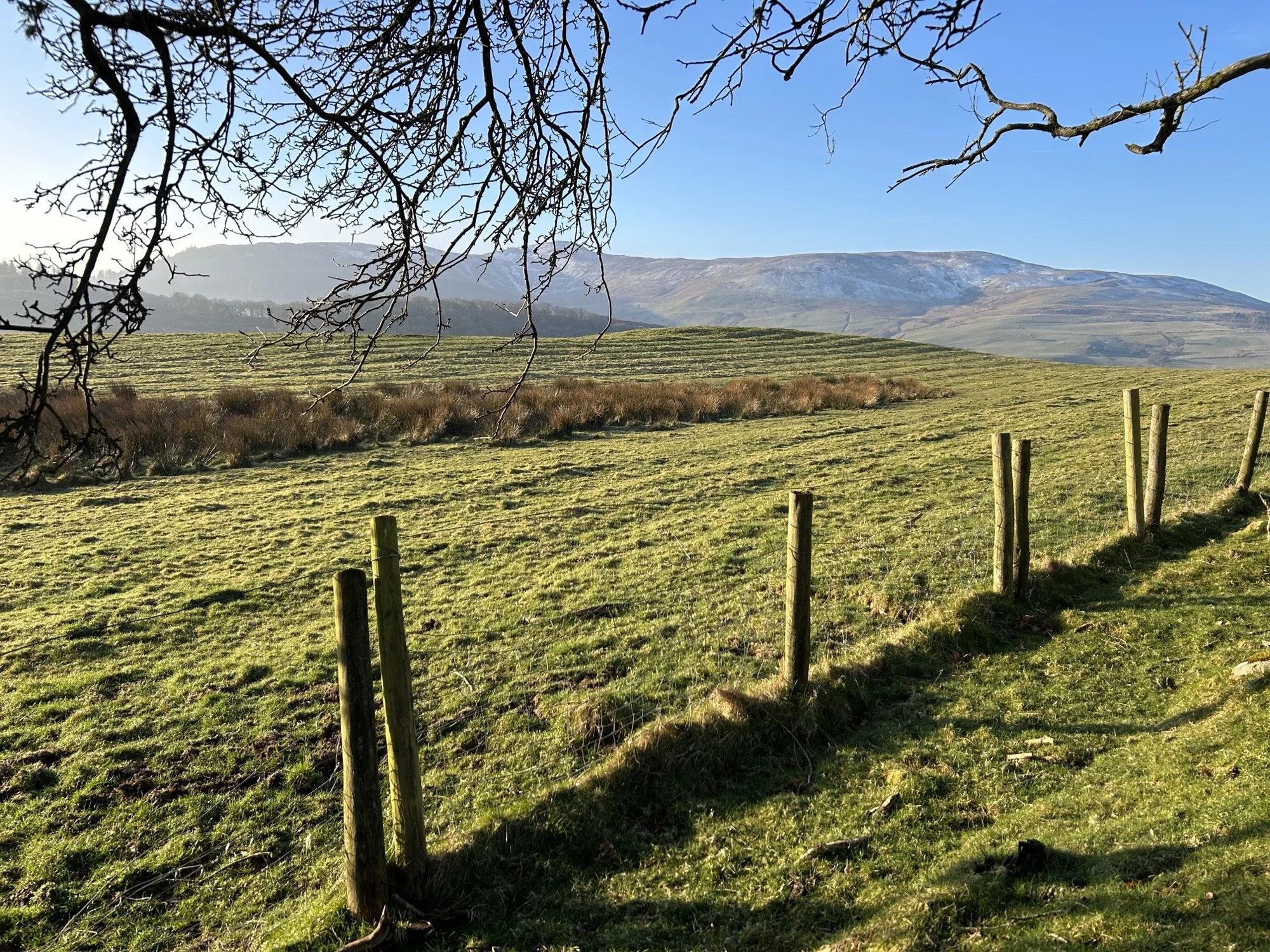 Looking across fields with a fence in the foreground and tree branches hanging low. Snow capped mountains are in the distance with a bright blue sky