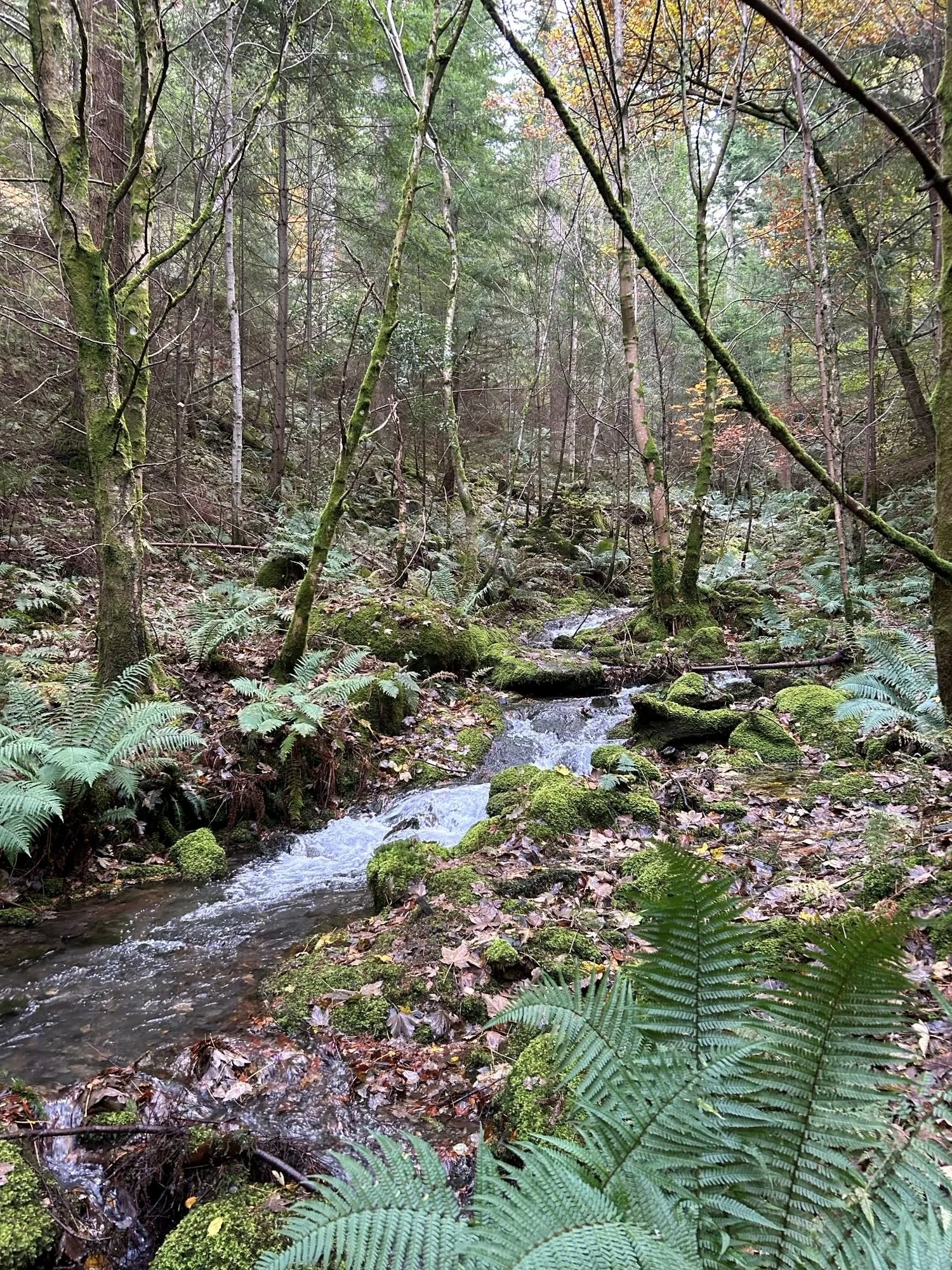 A meandering river with little water falls travelling through the forest. There are ferns dotted around and moss covered stones.