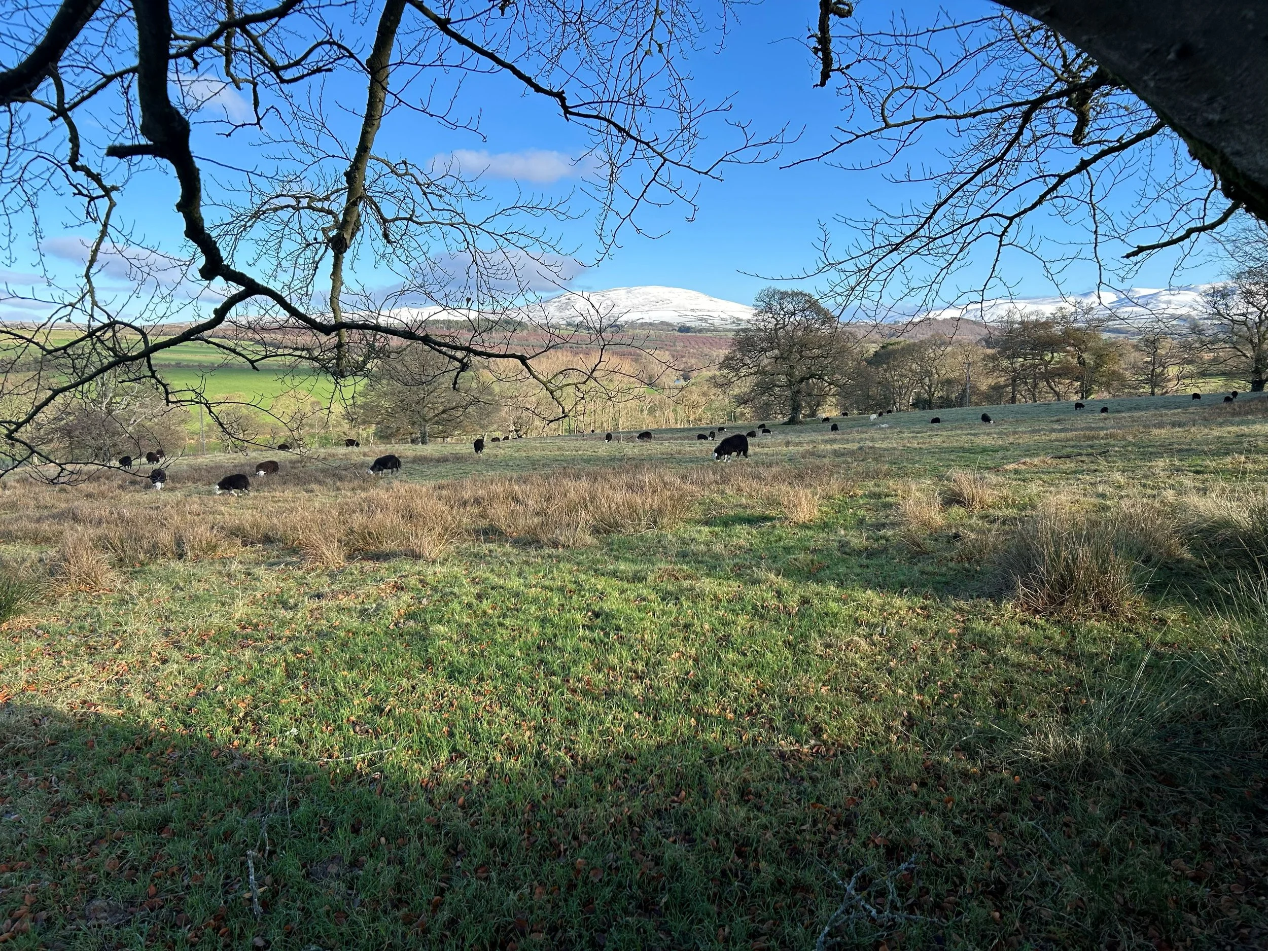 A large field with sheep, framed by tree branches and snow-capped mountains in the background