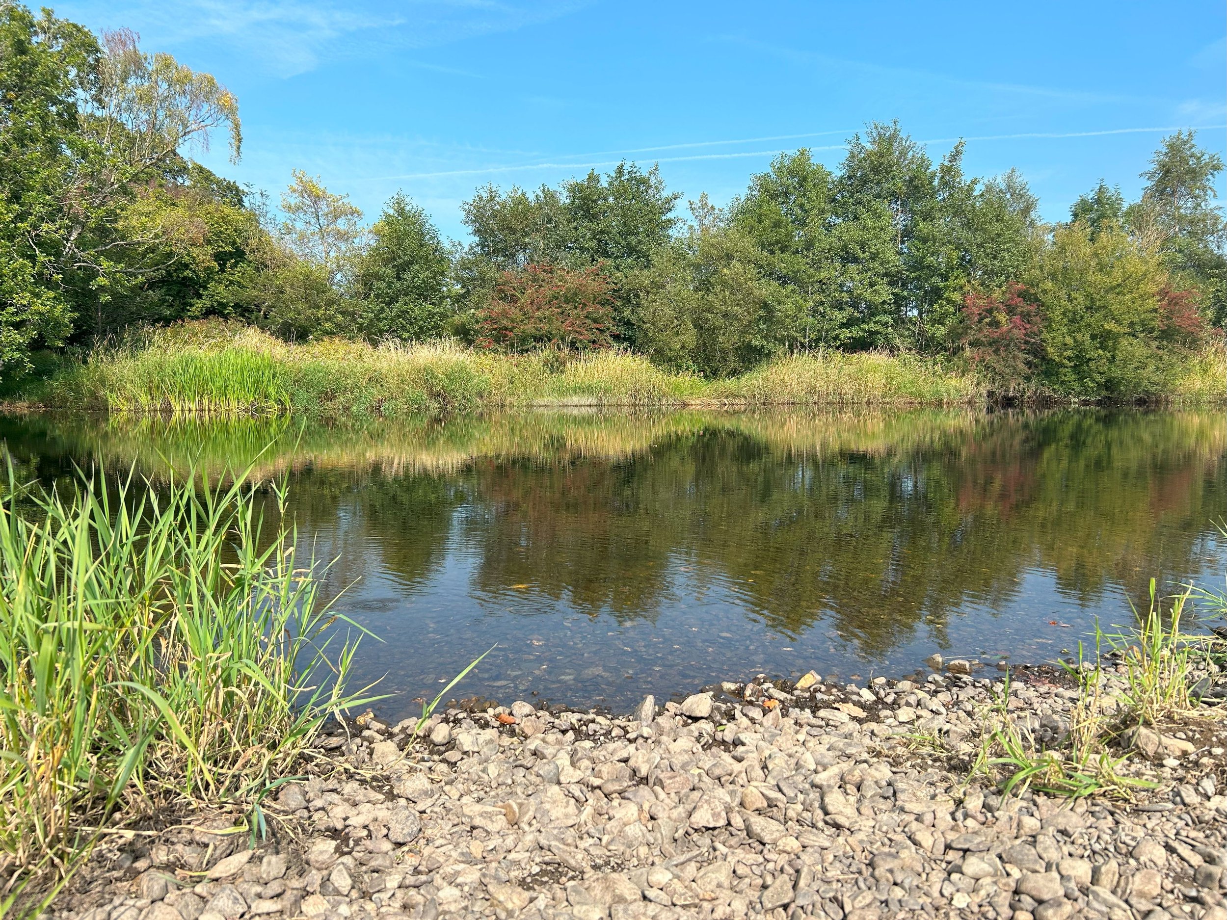 In the foreground a stony beach with reeds to the left, then the river and behind that the river bank with reeds and tree roots where I imagined Ratty living.