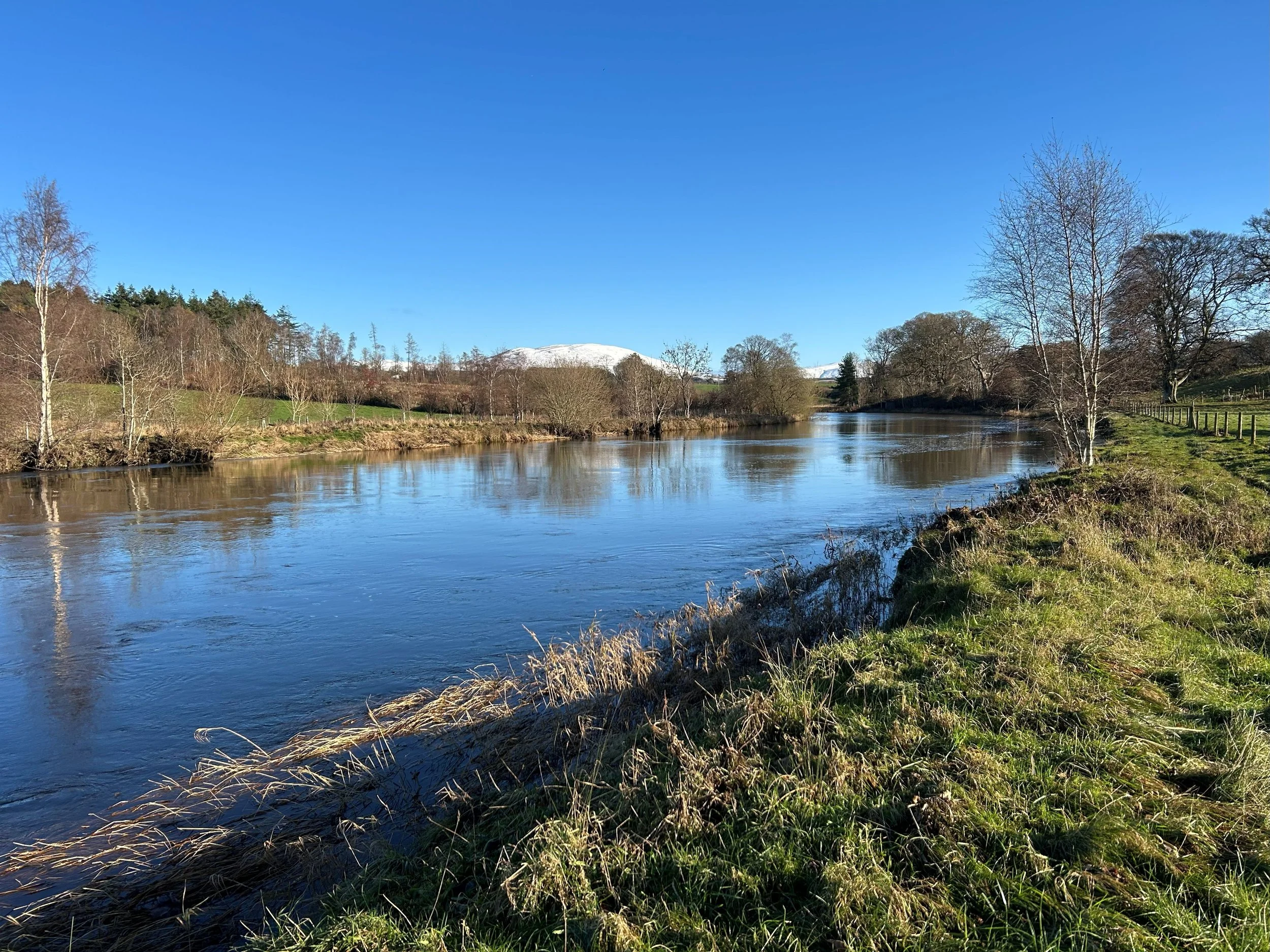 A meandering river with on both sides trees and field, a bright blue sky above and snow-capped mountains in the background