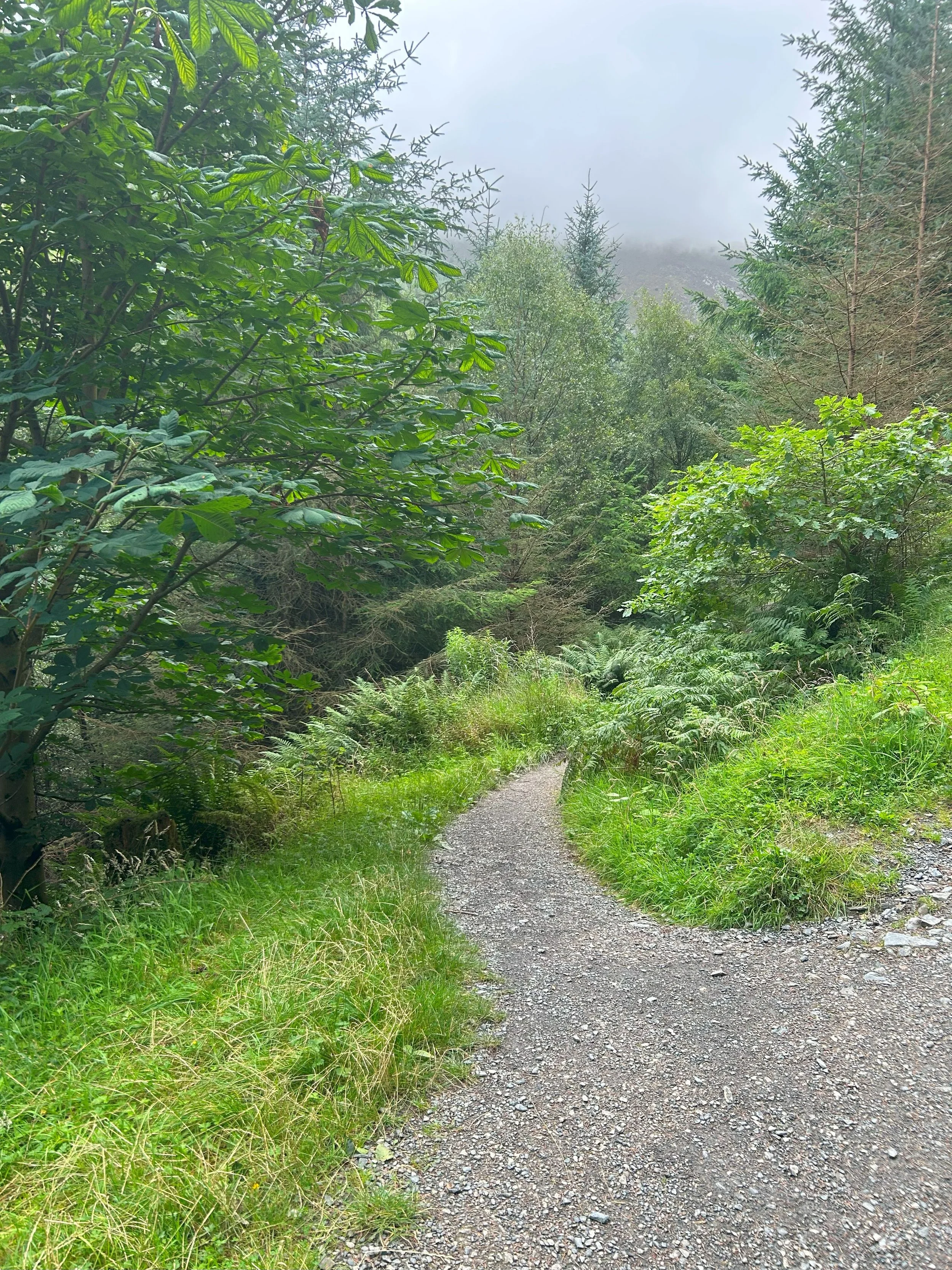 A grey gravel path surrounded by various trees. In the background is low overhanging cloud covering the mountaintop