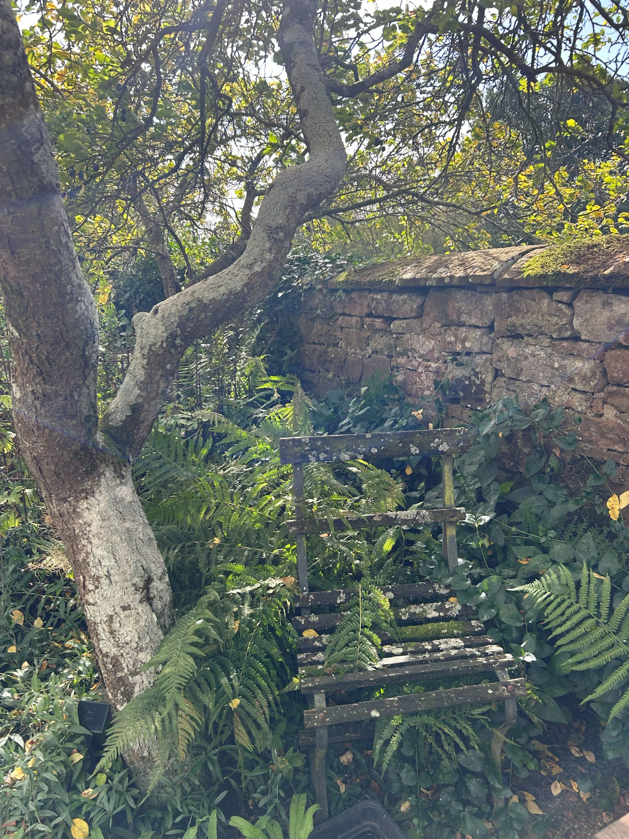 Tree on the left with next to it an old looking wood and metal chair with foliage all around, peaking through. Behind the foliage is an old stone wall.