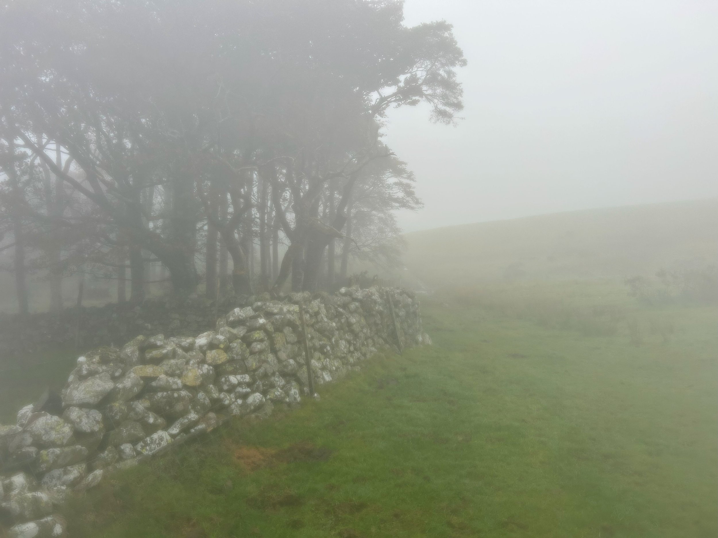 Small tree plantation to the left surrounded by a stone wall with foggy field and moorland views ahead.