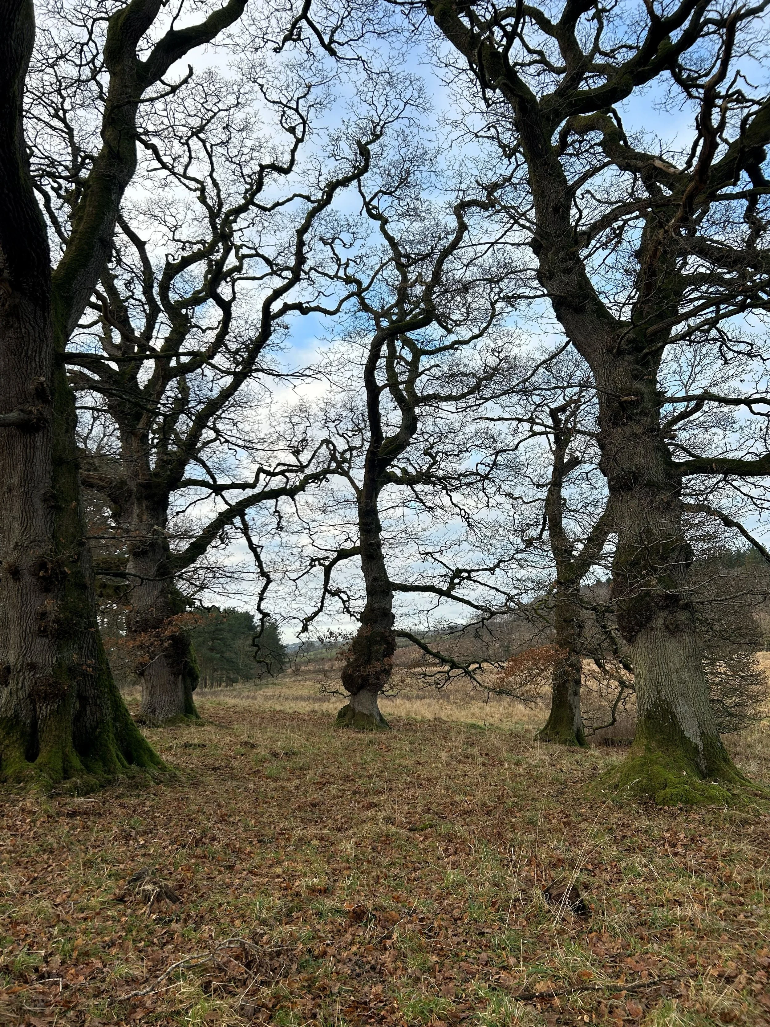 A circle of oak trees in winter, bare, with brown grass underneath, a forest in the background with a cloudy sky.