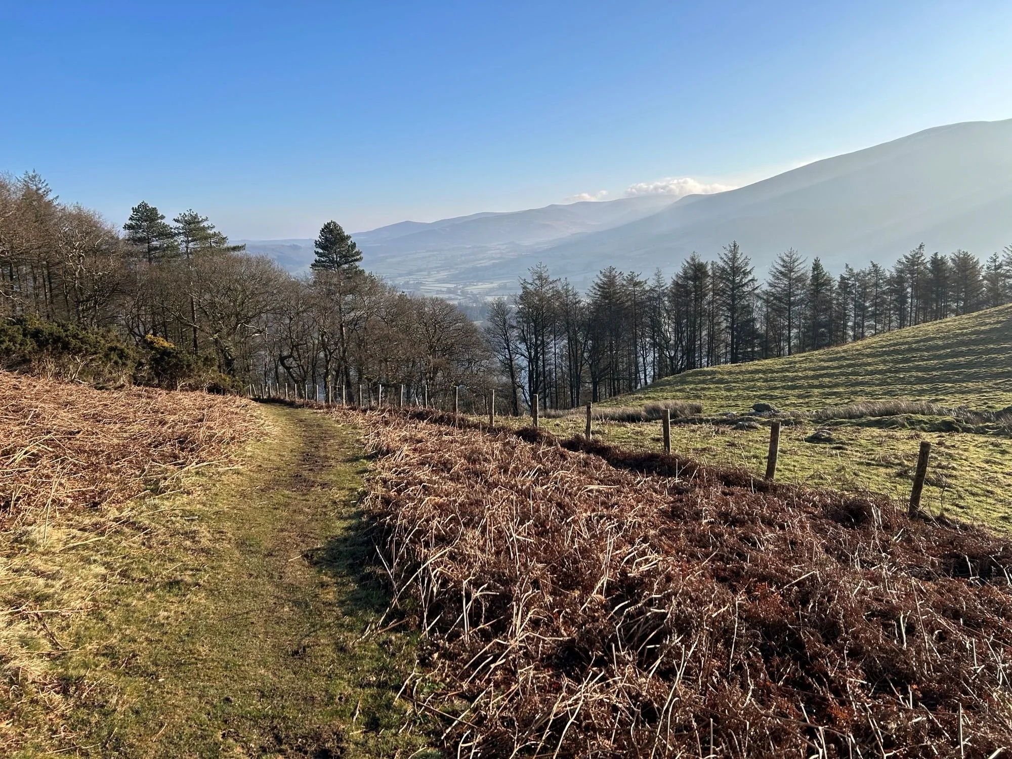 A grassy path with dead ferns on either side leading into a woodland. Mountains in the background with a bright blue sky overhead