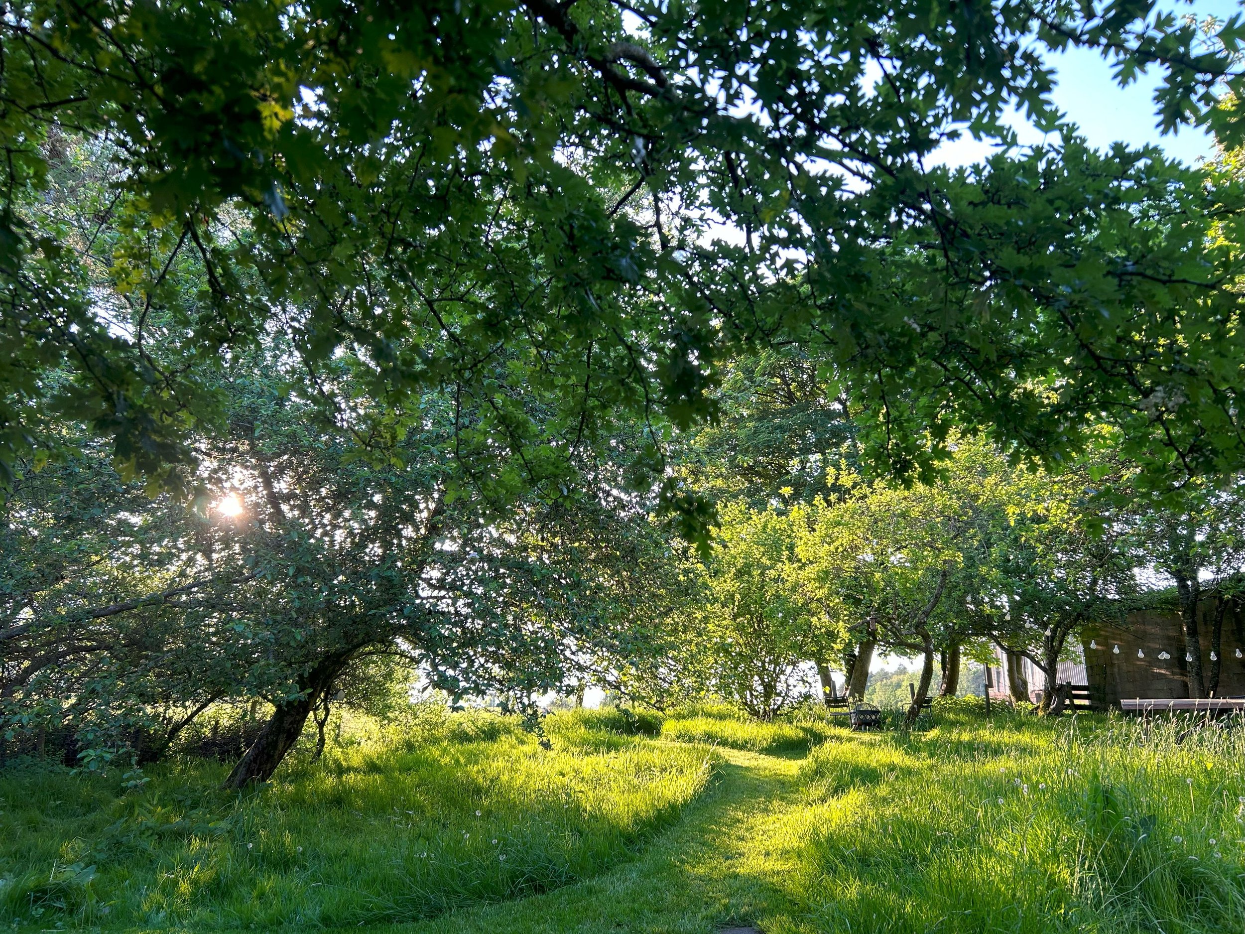 A grassy meadow with sunlight shimmering through the apple trees. There is a fire pit in the background and the barn to the right with string lights in front of it.