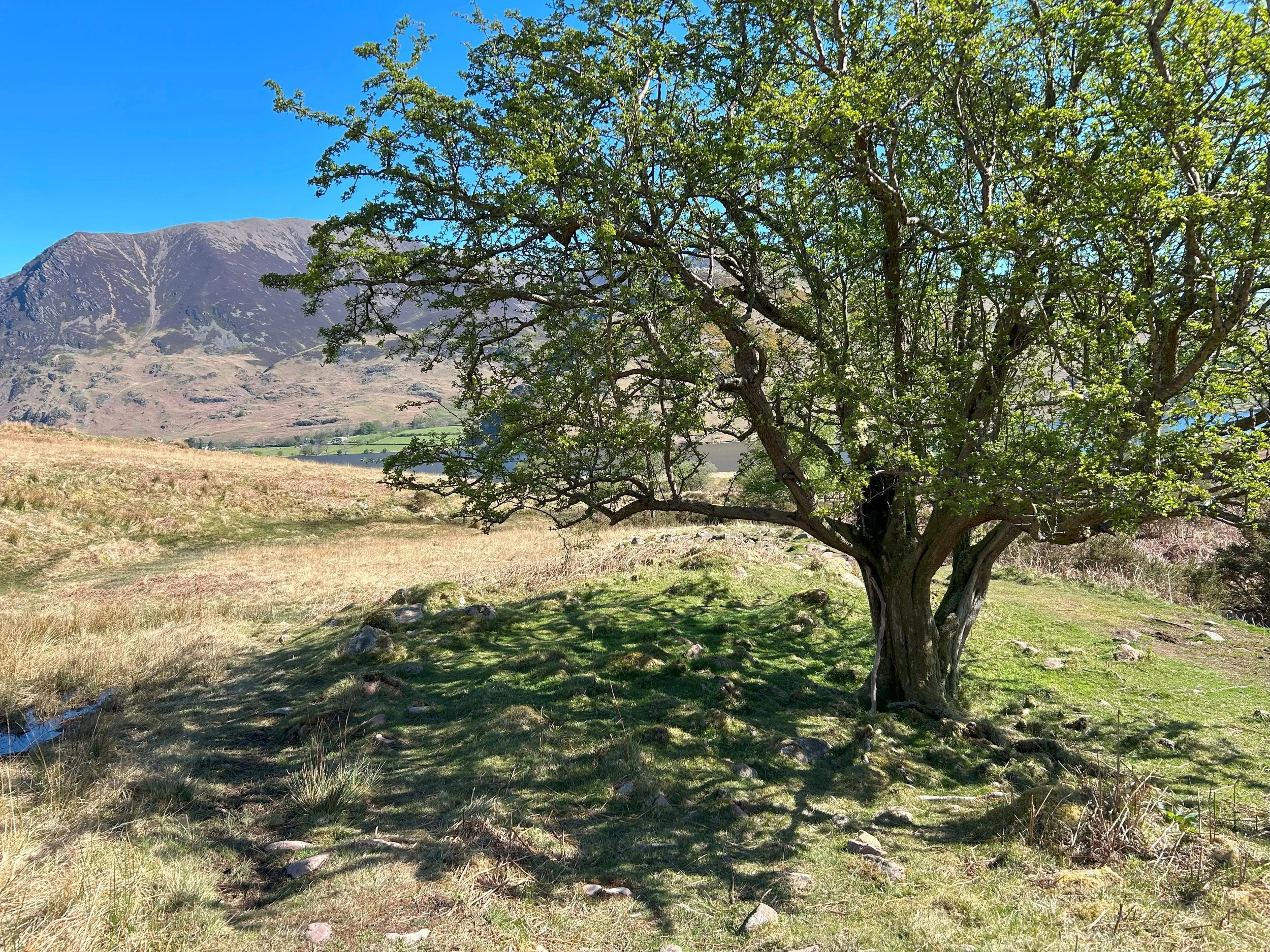 A hawthorn tree casting a shadow over a grassy pasture with a bright blue sky and a mountain in the background.