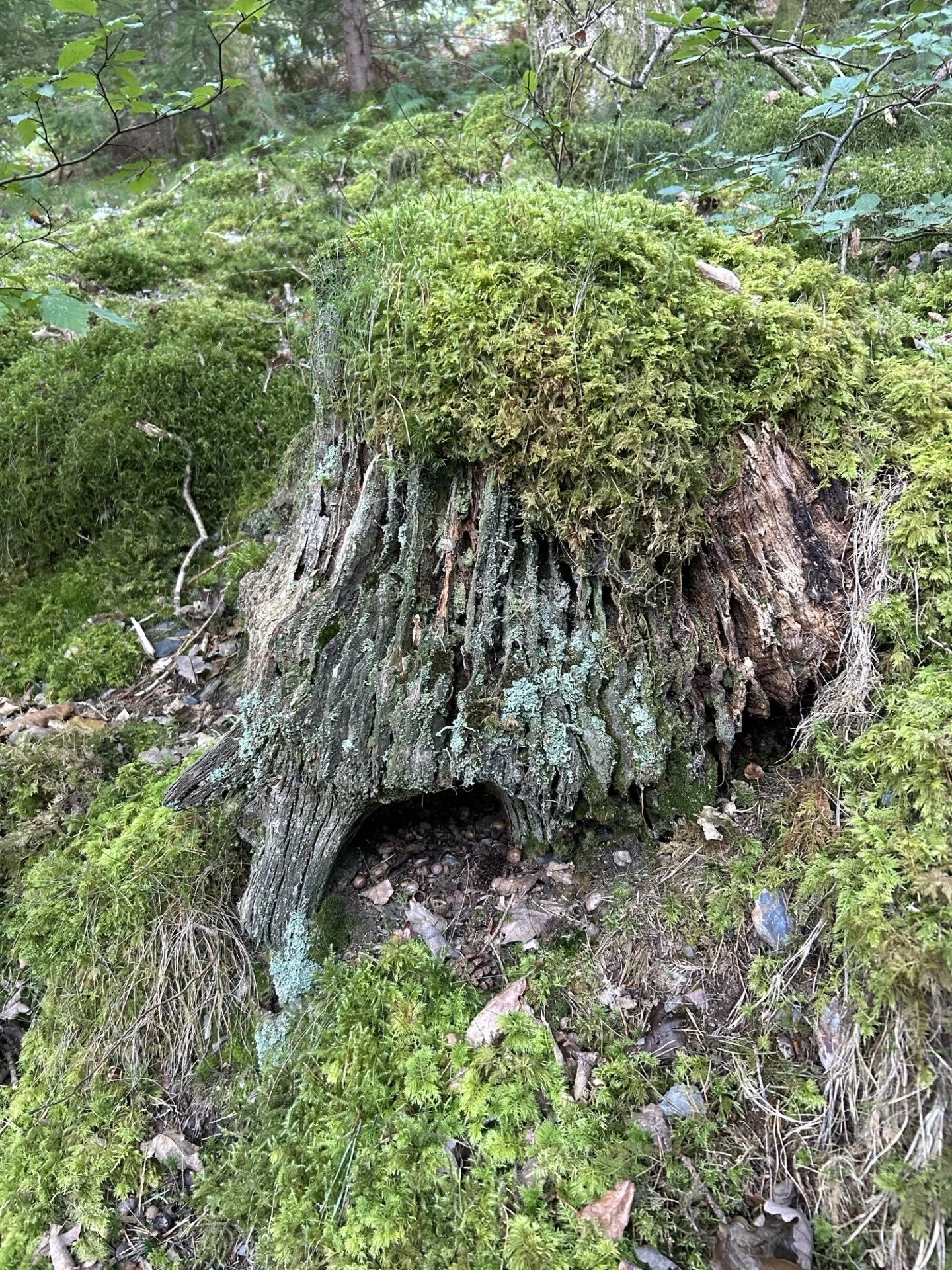 Close up of a tree stump with a hat of moss and crevices underneath that could be hiding fairies.