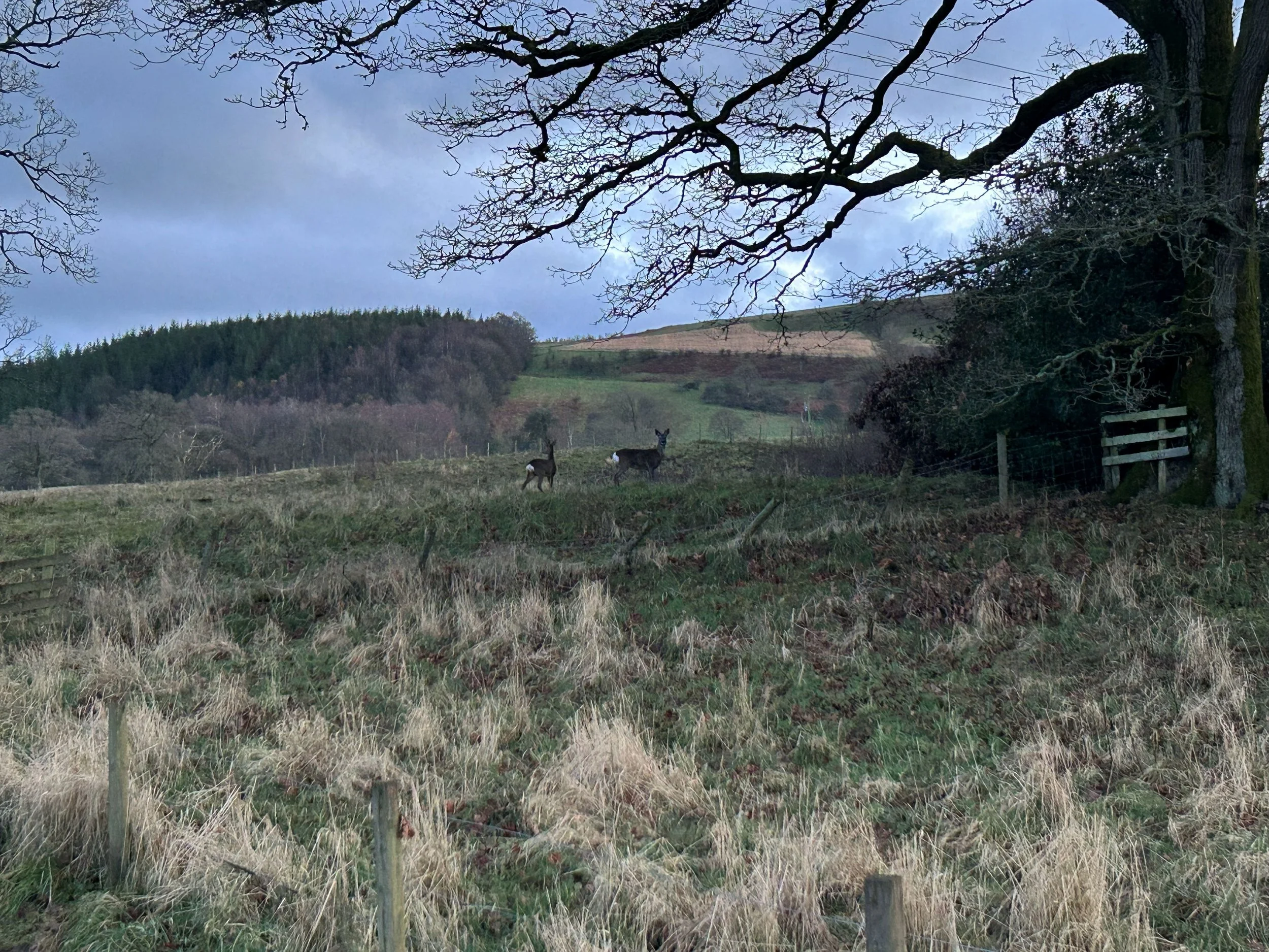 A field with 2 deer looking towards me, some tree-lined hills in the background and a darkening sky