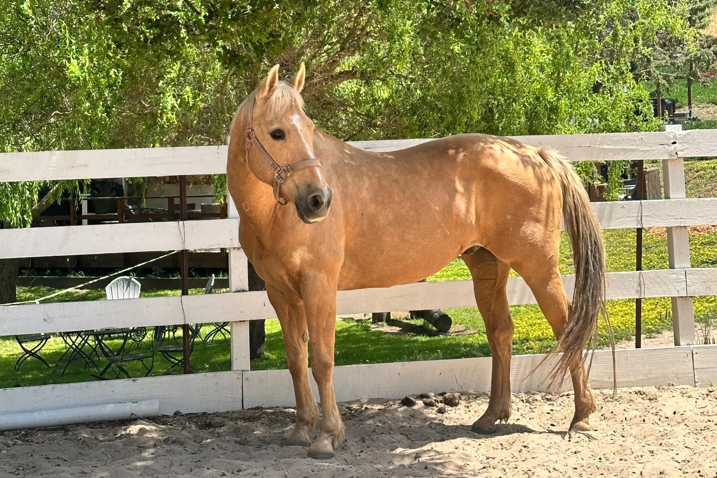 Bucee / Quarter horse