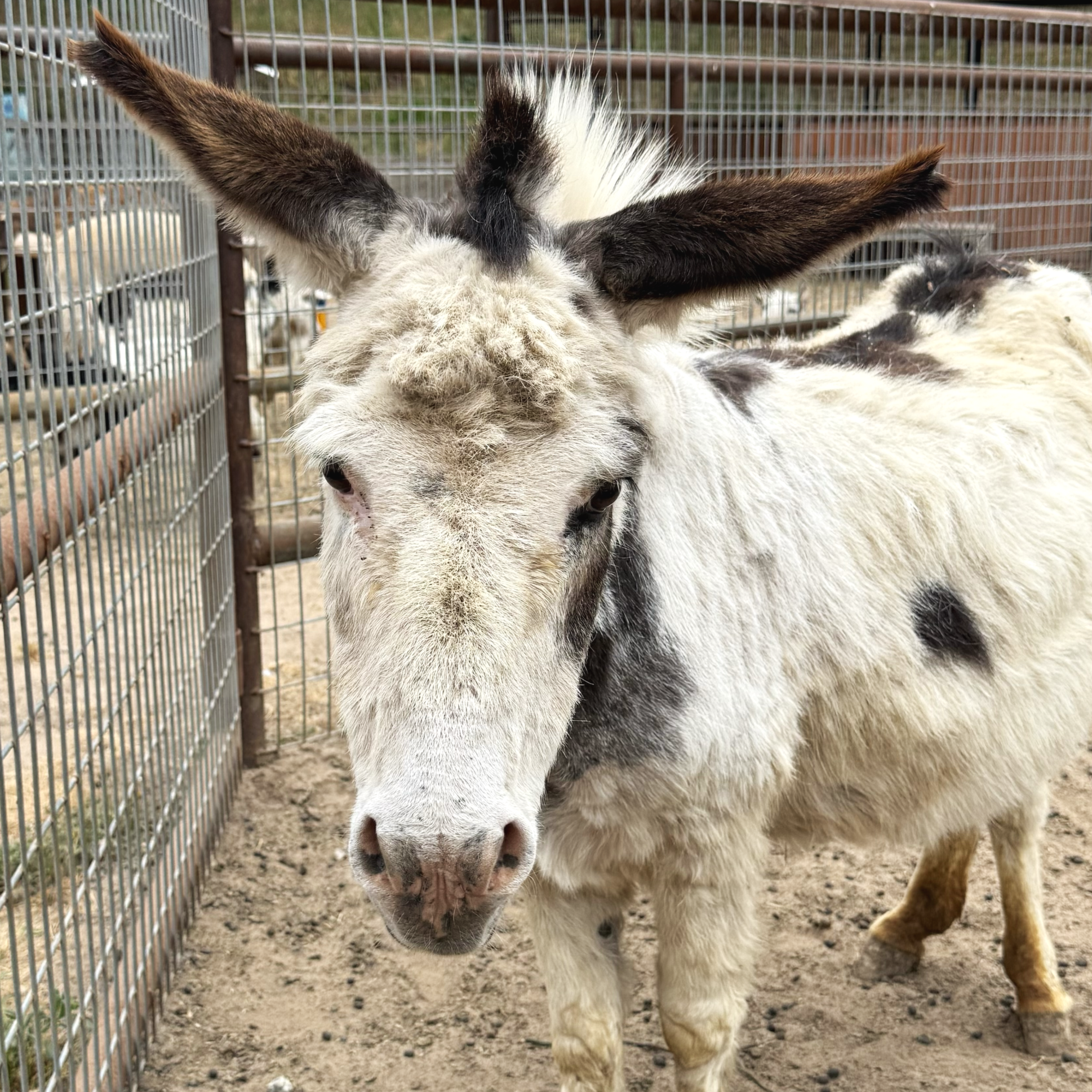 Blossom / Miniature Donkey